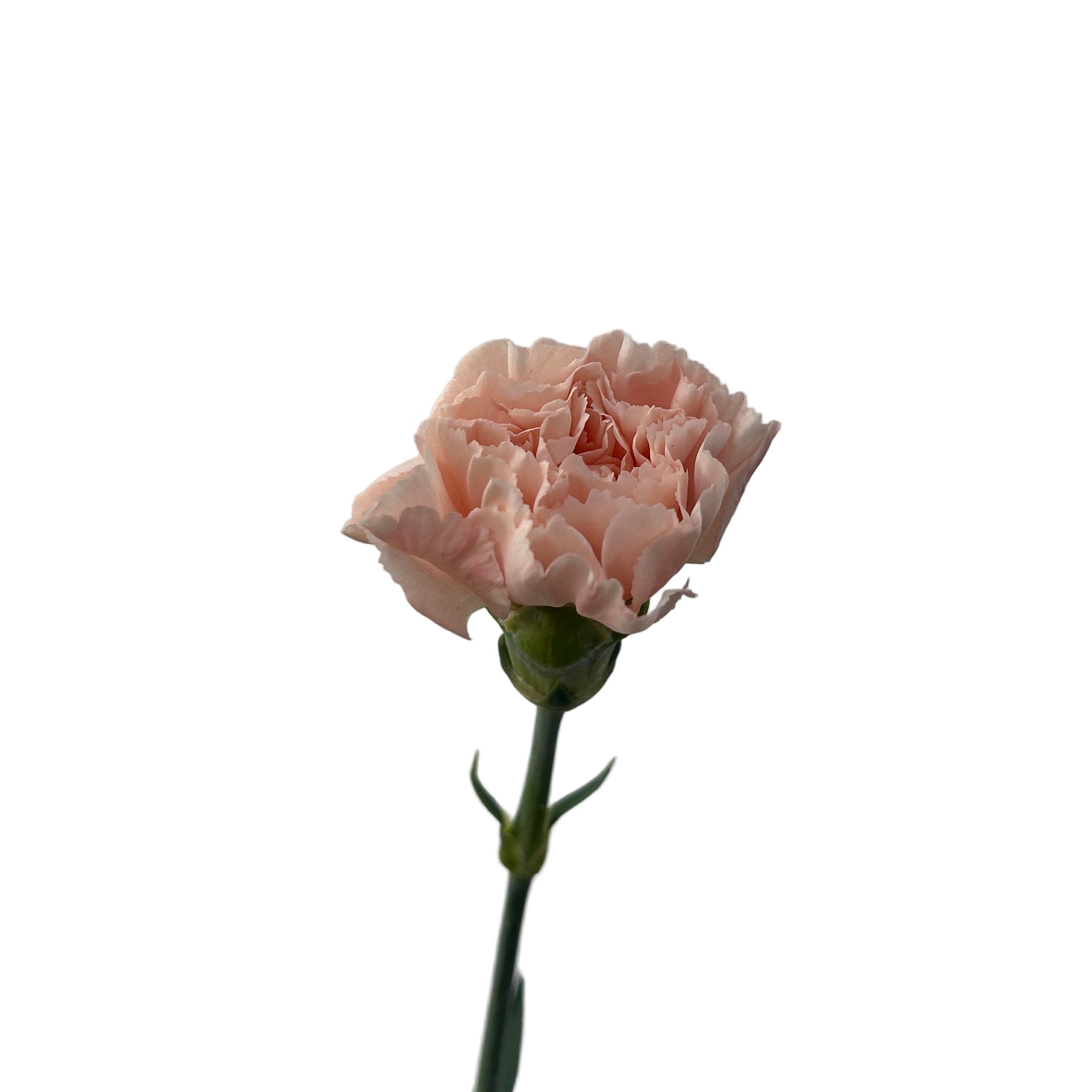 Single peach carnation flower against a gray background