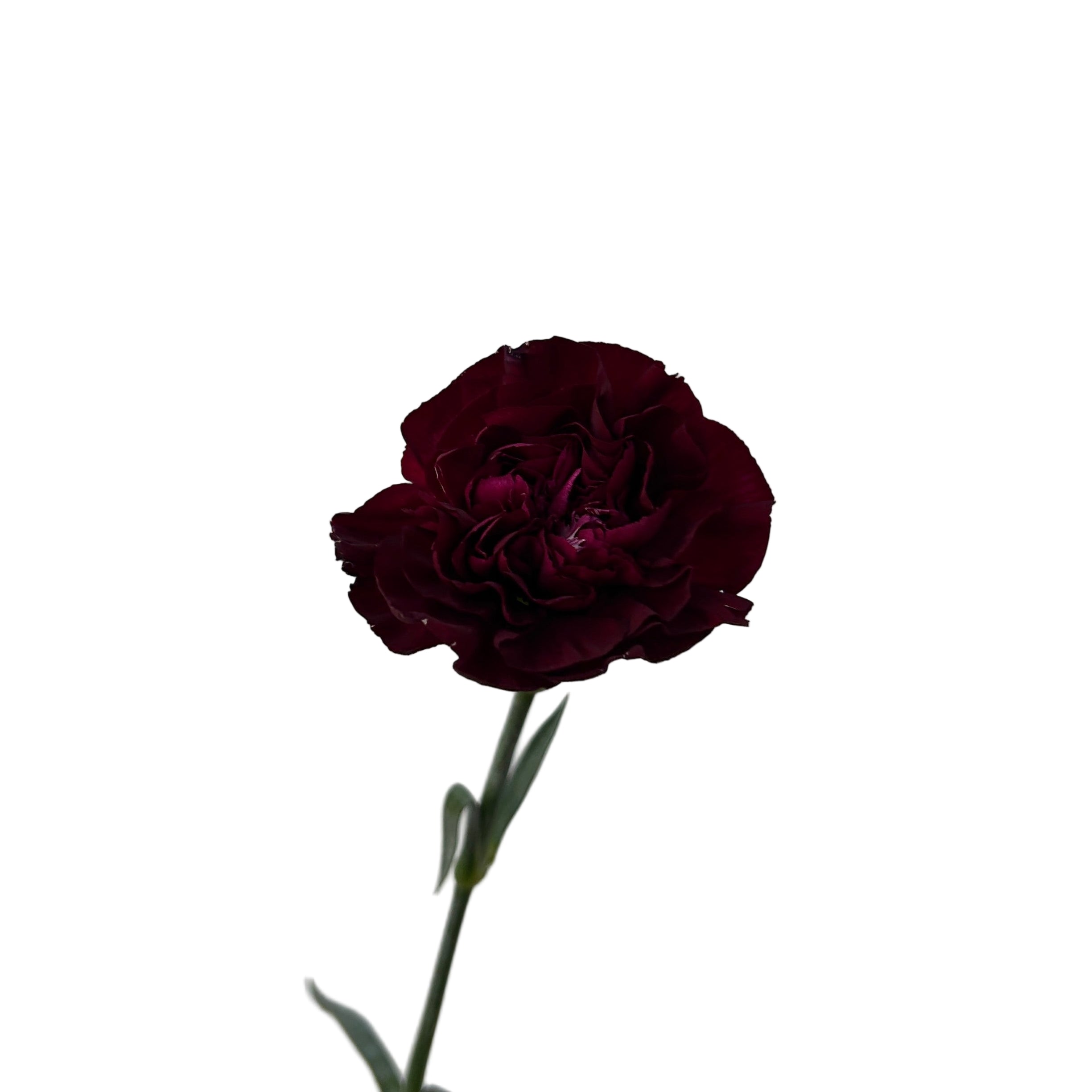 Single dark red carnation flower against a light gray background