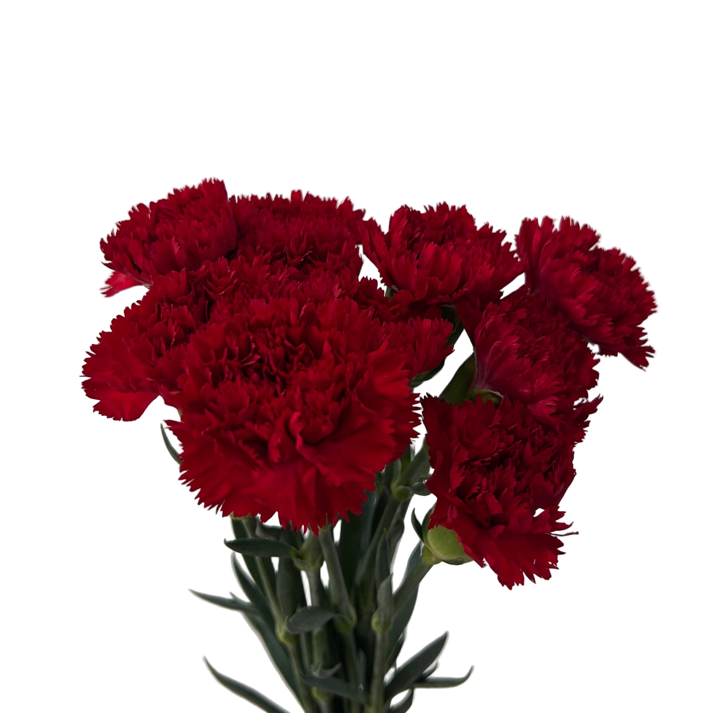 Bouquet of red carnations on a light gray background