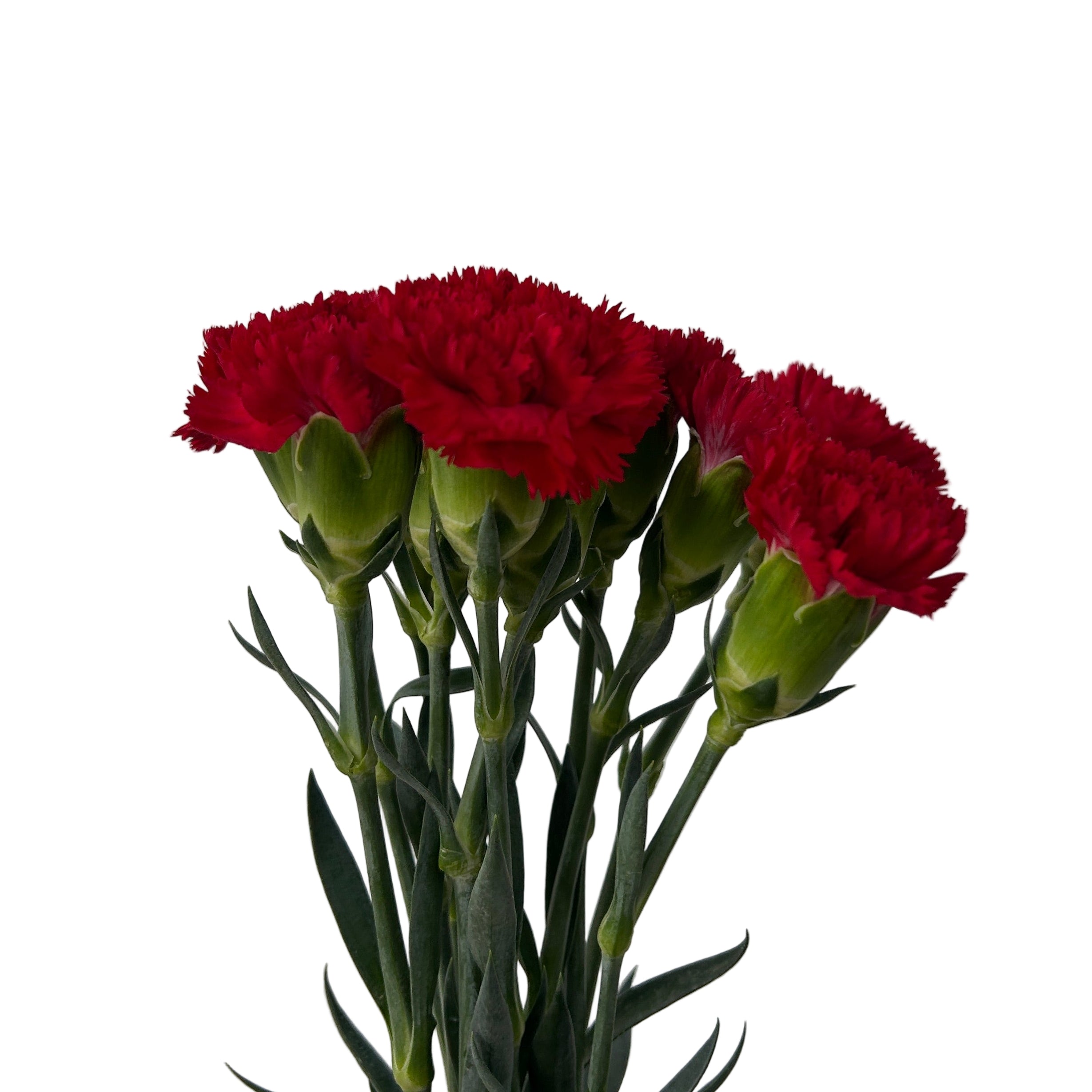 Bouquet of red carnations against a light gray background