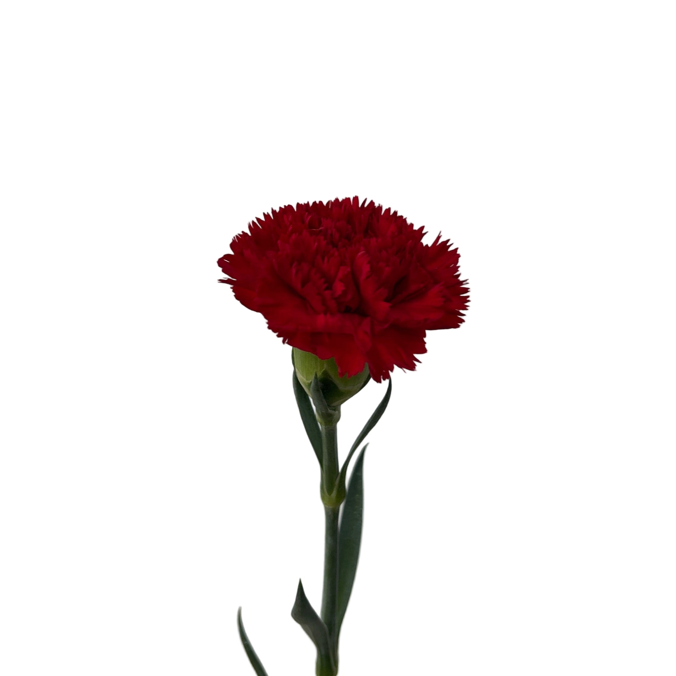 Single red carnation flower against a plain white background