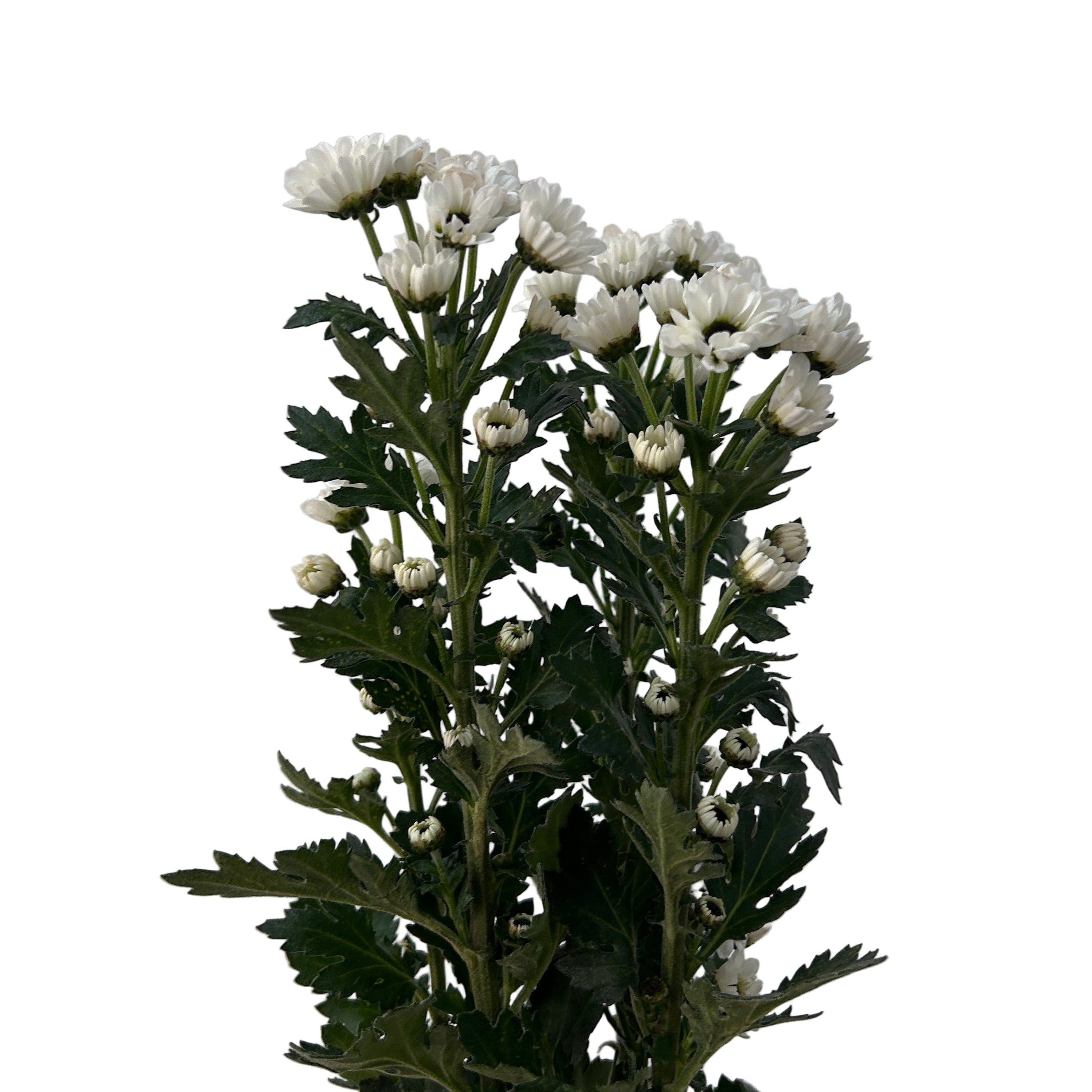 Bouquet of white flowers with green leaves against a light gray background