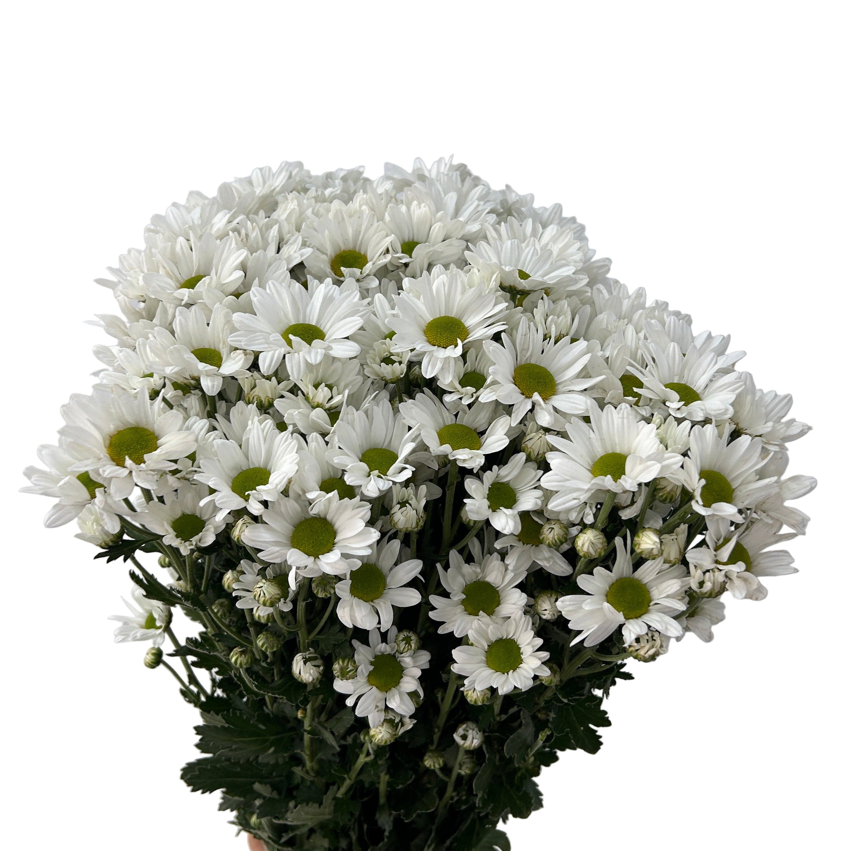 Bouquet of white flowers with green centers on a light gray background