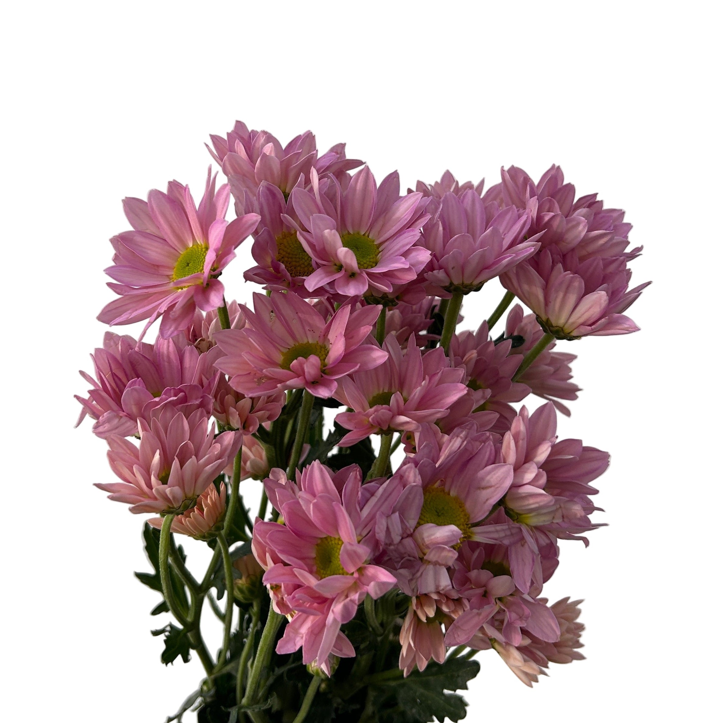Bouquet of pink flowers against a light gray background