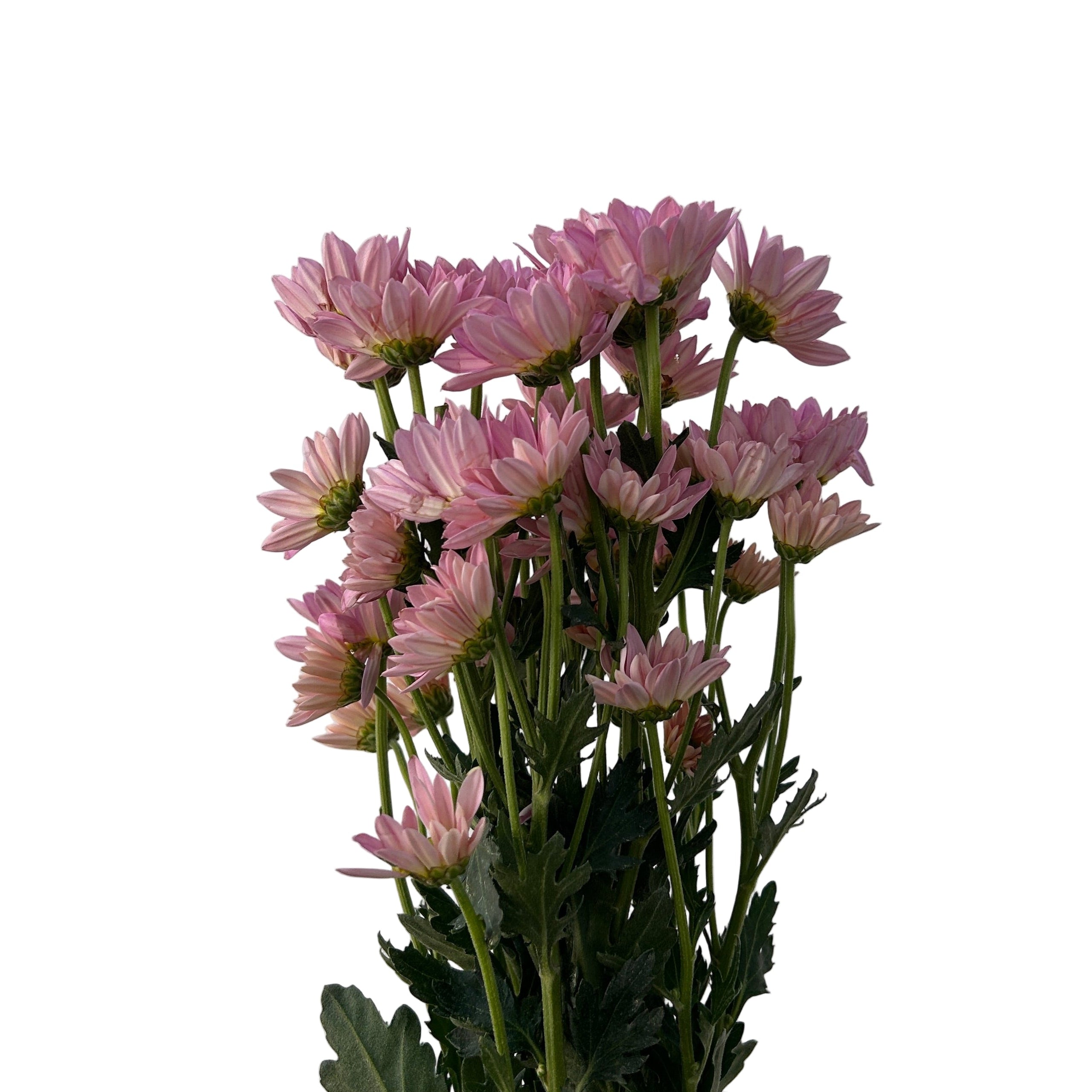 pink flowers against a white wall