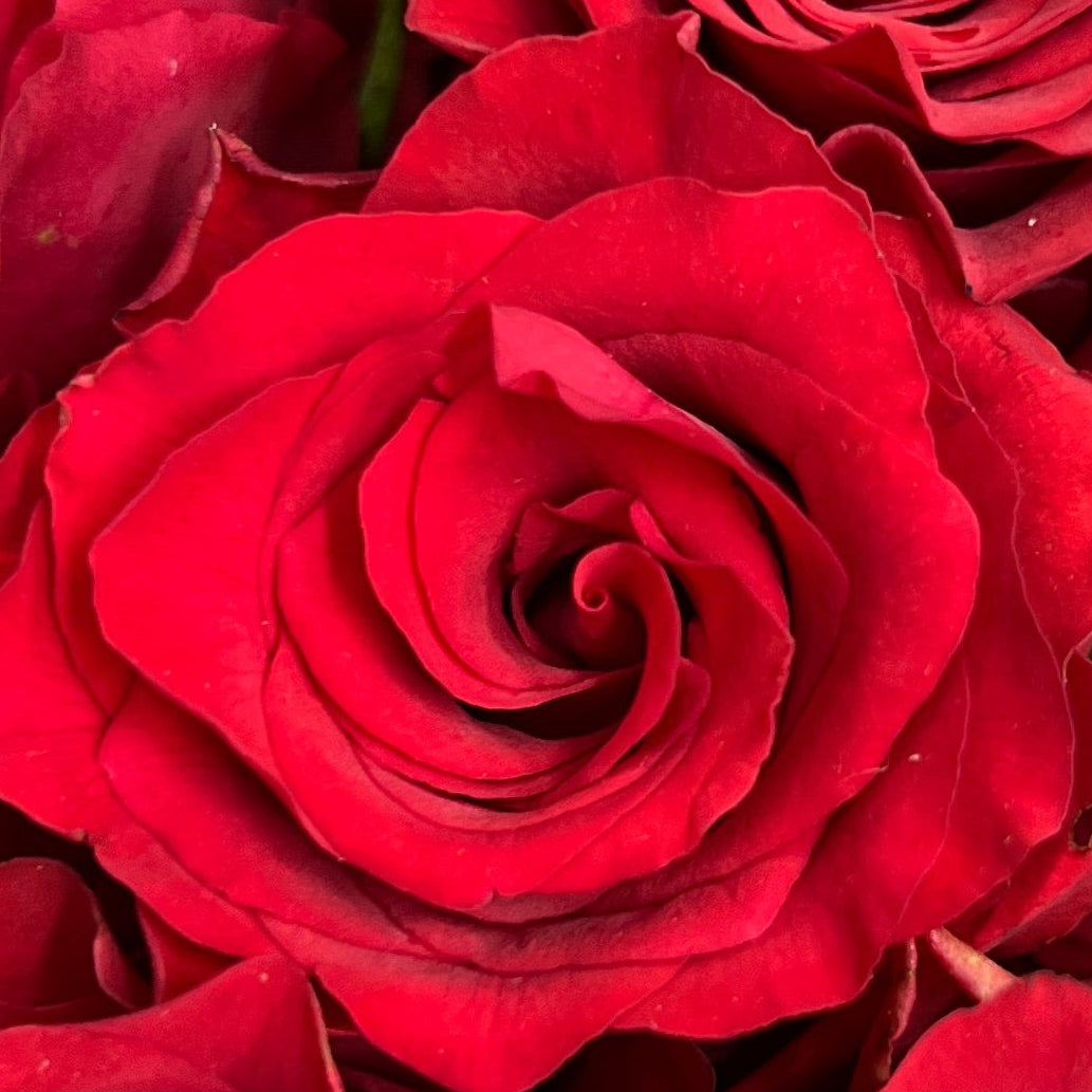 Rose Chili Red - Century Flower