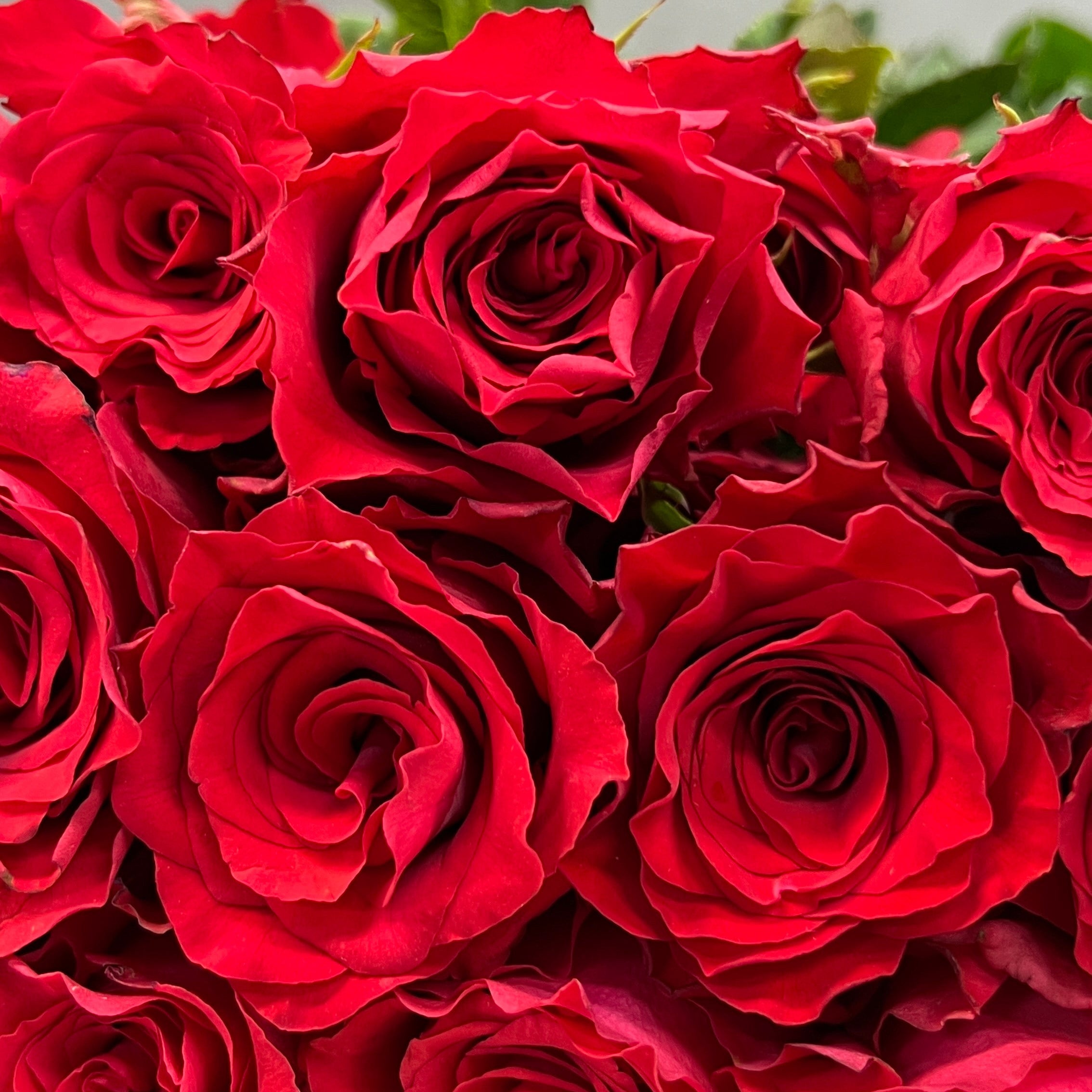 Rose Chili Red - Century Flower