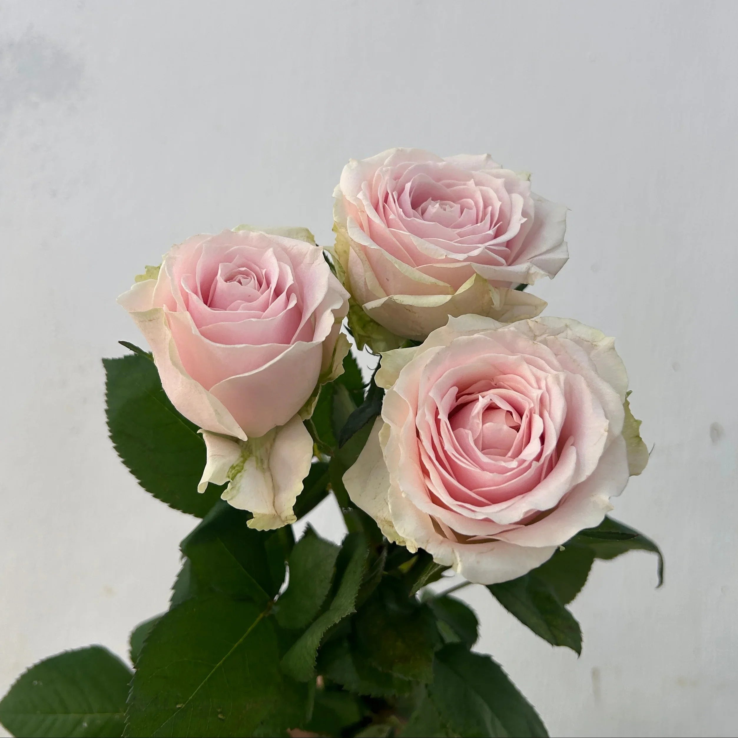 Three pale pink roses with green leaves against a plain white background