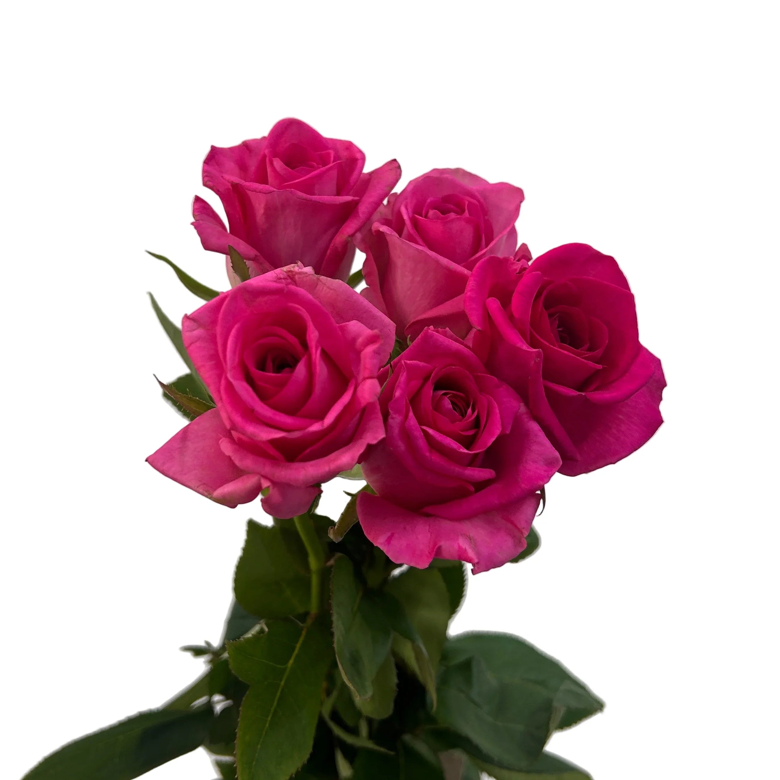 Bouquet of vibrant pink roses with green leaves on a white background