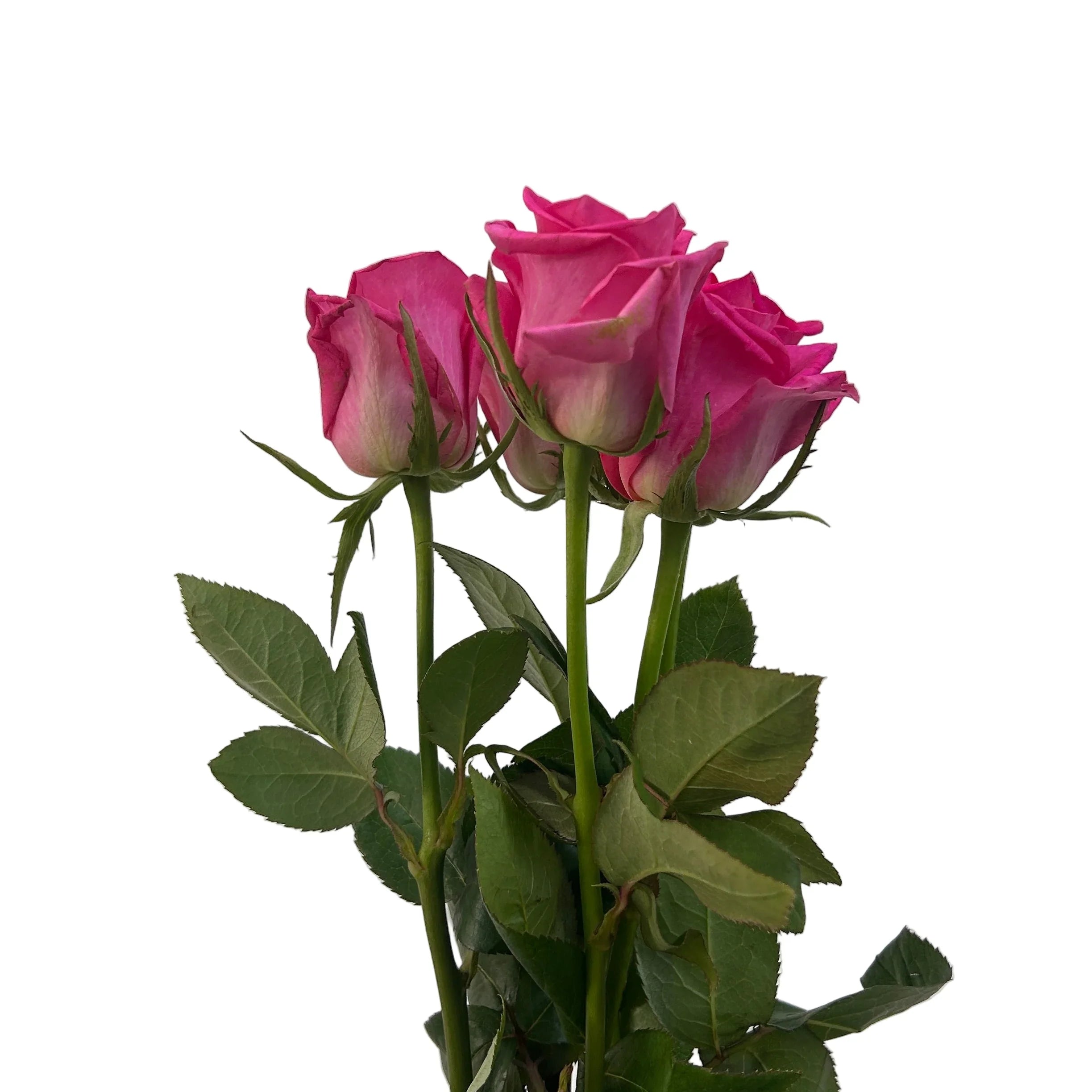 Bouquet of fresh pink roses with green leaves on white background