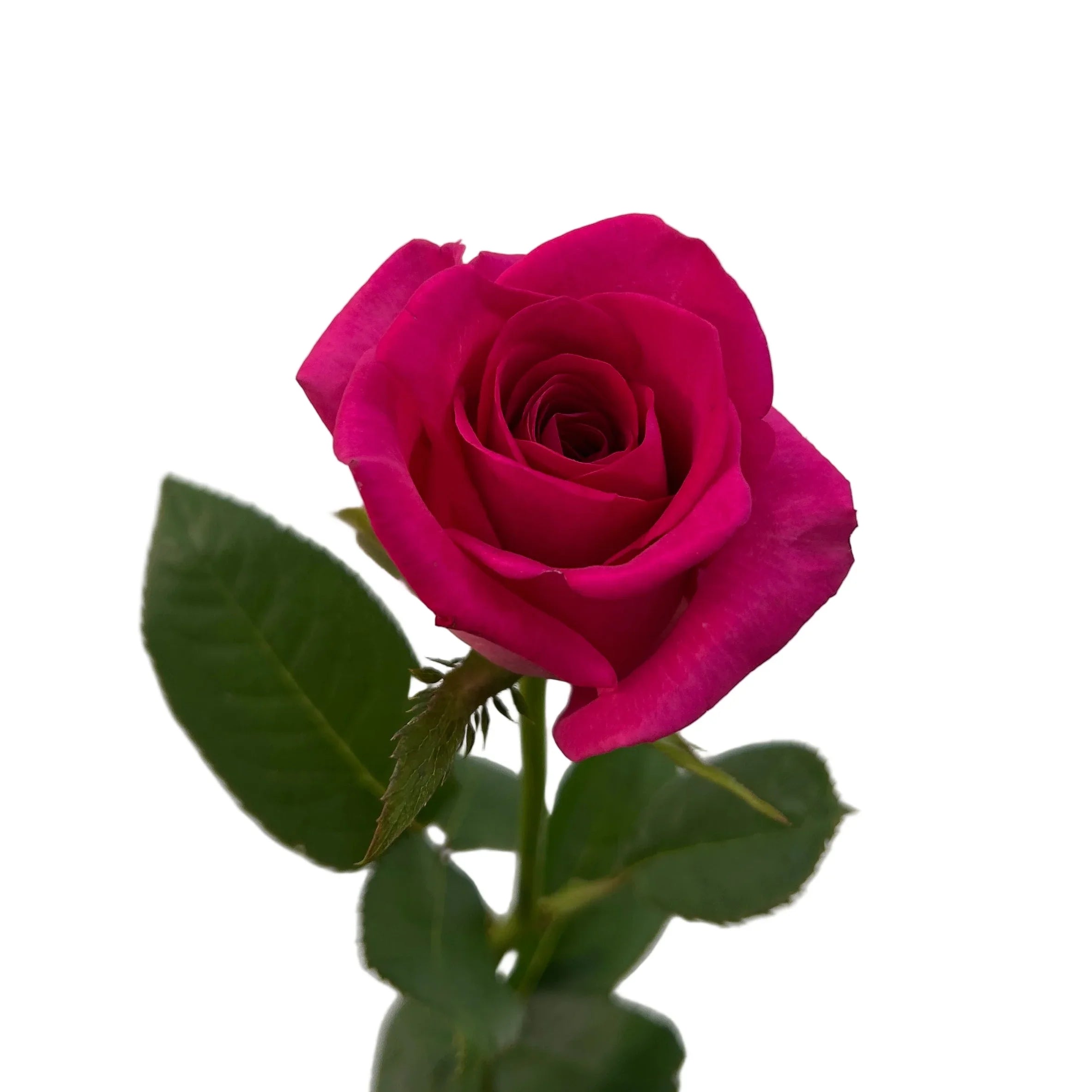 Single vibrant pink rose with green leaves on white background