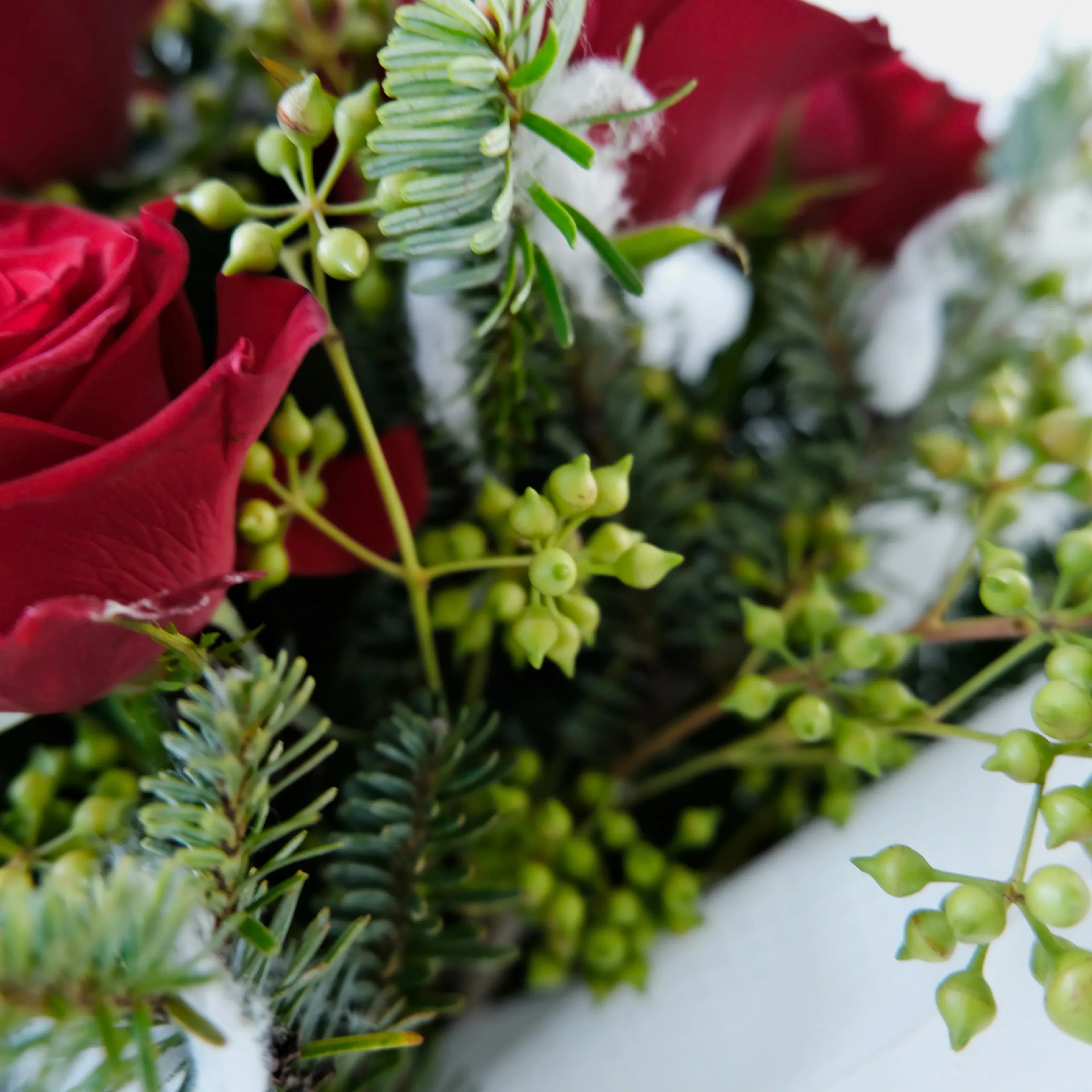 Close-up of red roses and greenery with snow on a white background