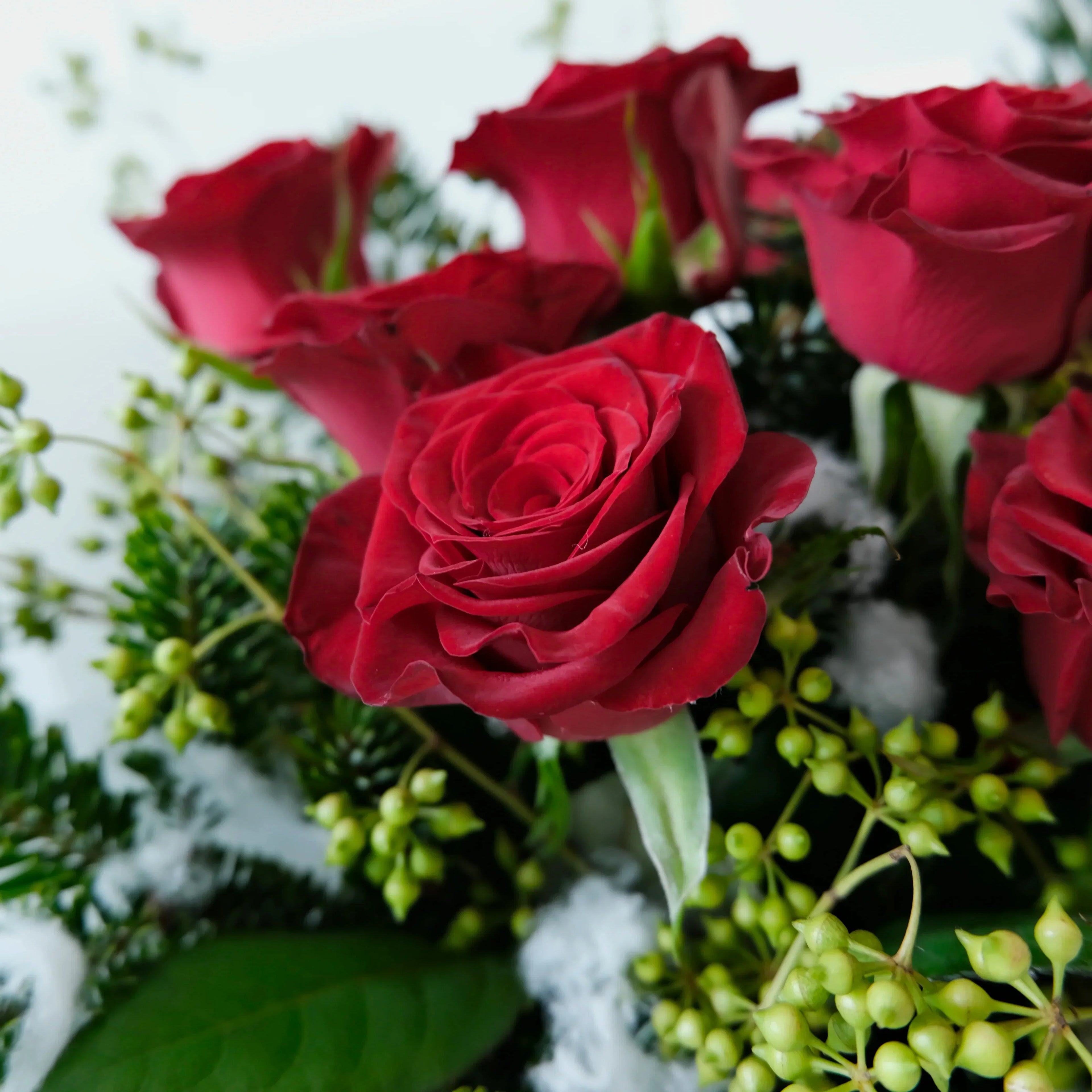 Close-up of red roses with greenery on a snowy background