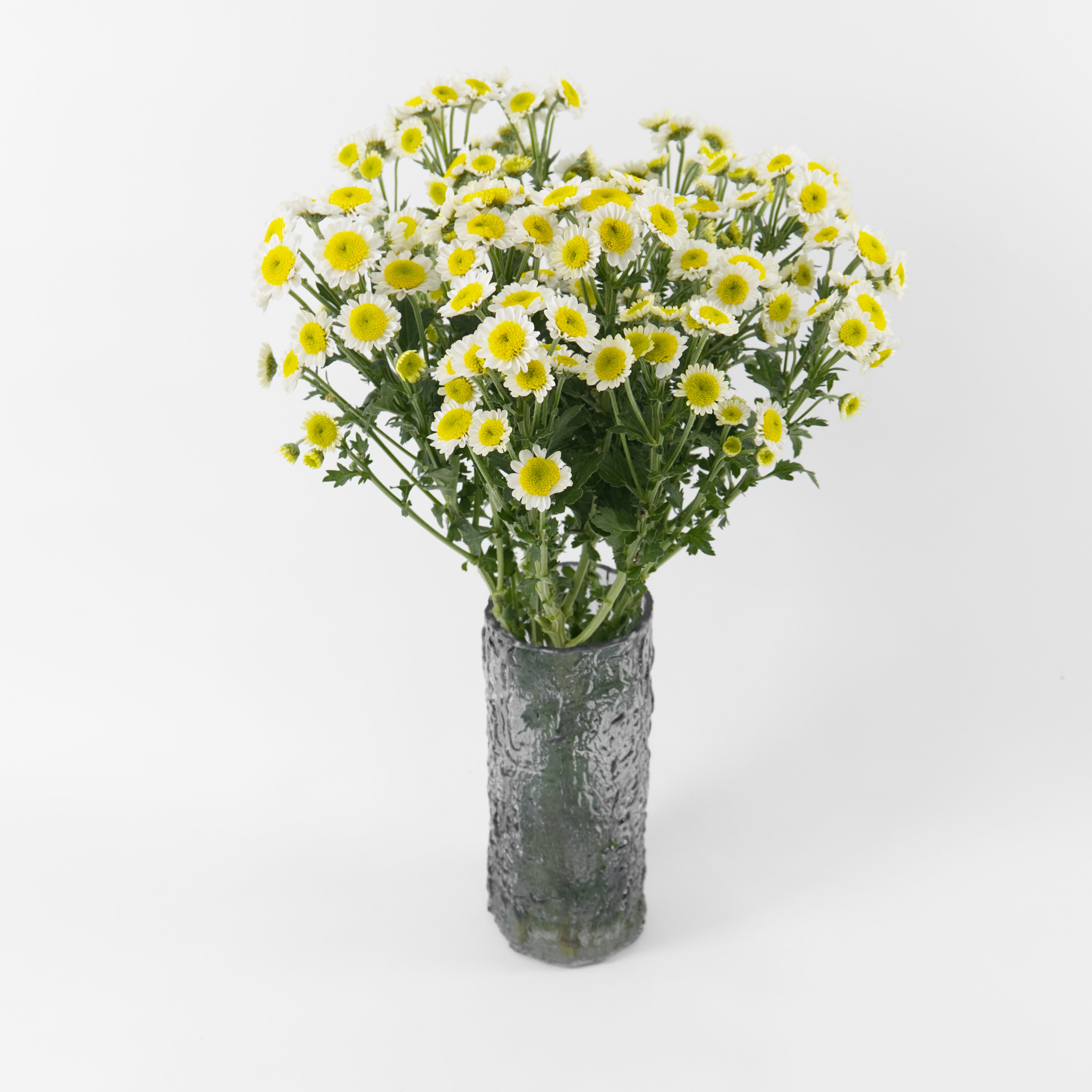 Bundles of wholesale Sun Up spray chrysanthemums kept in clean water containers inside a floral cold storage room in Kuala Lumpur.