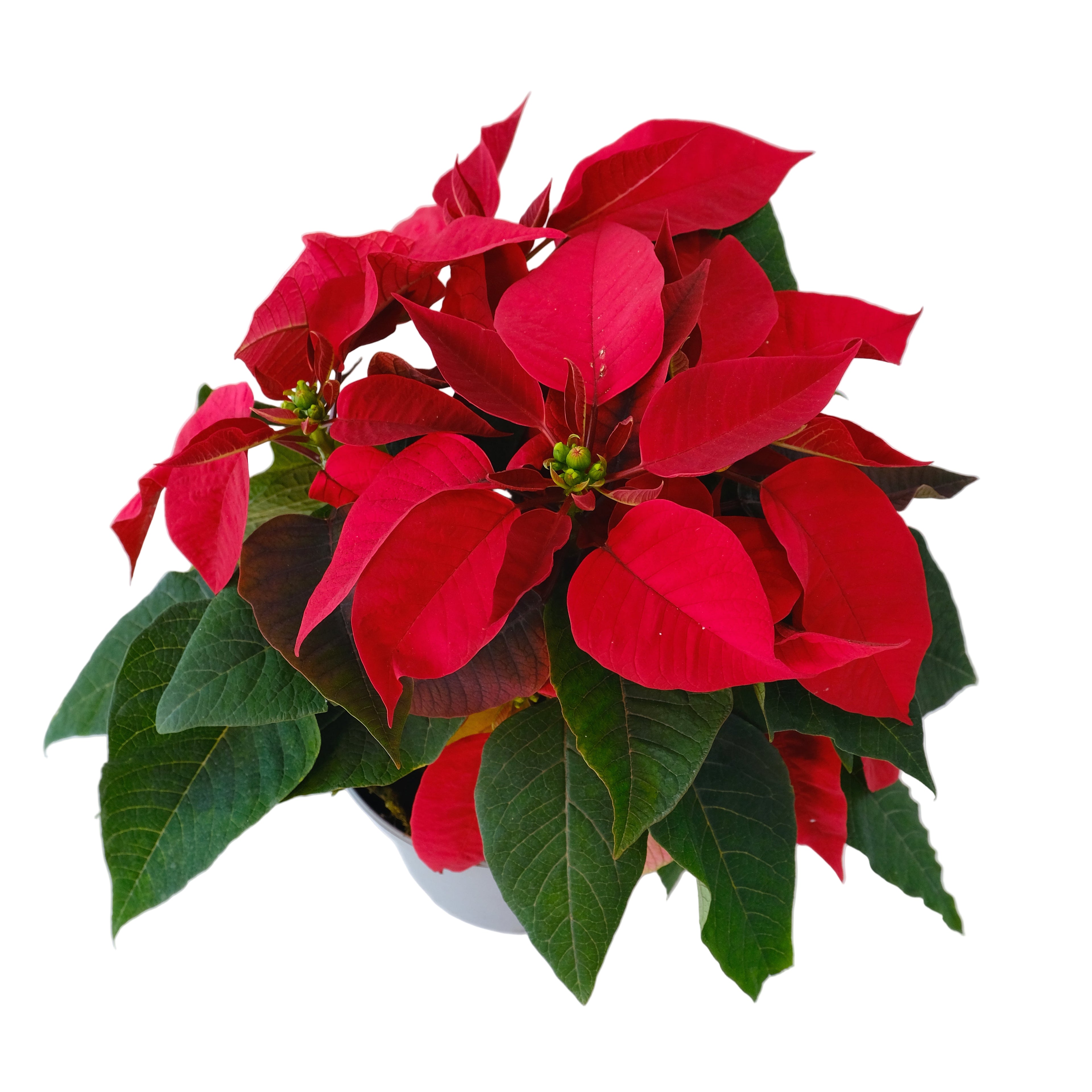 Red poinsettia plant on a white background