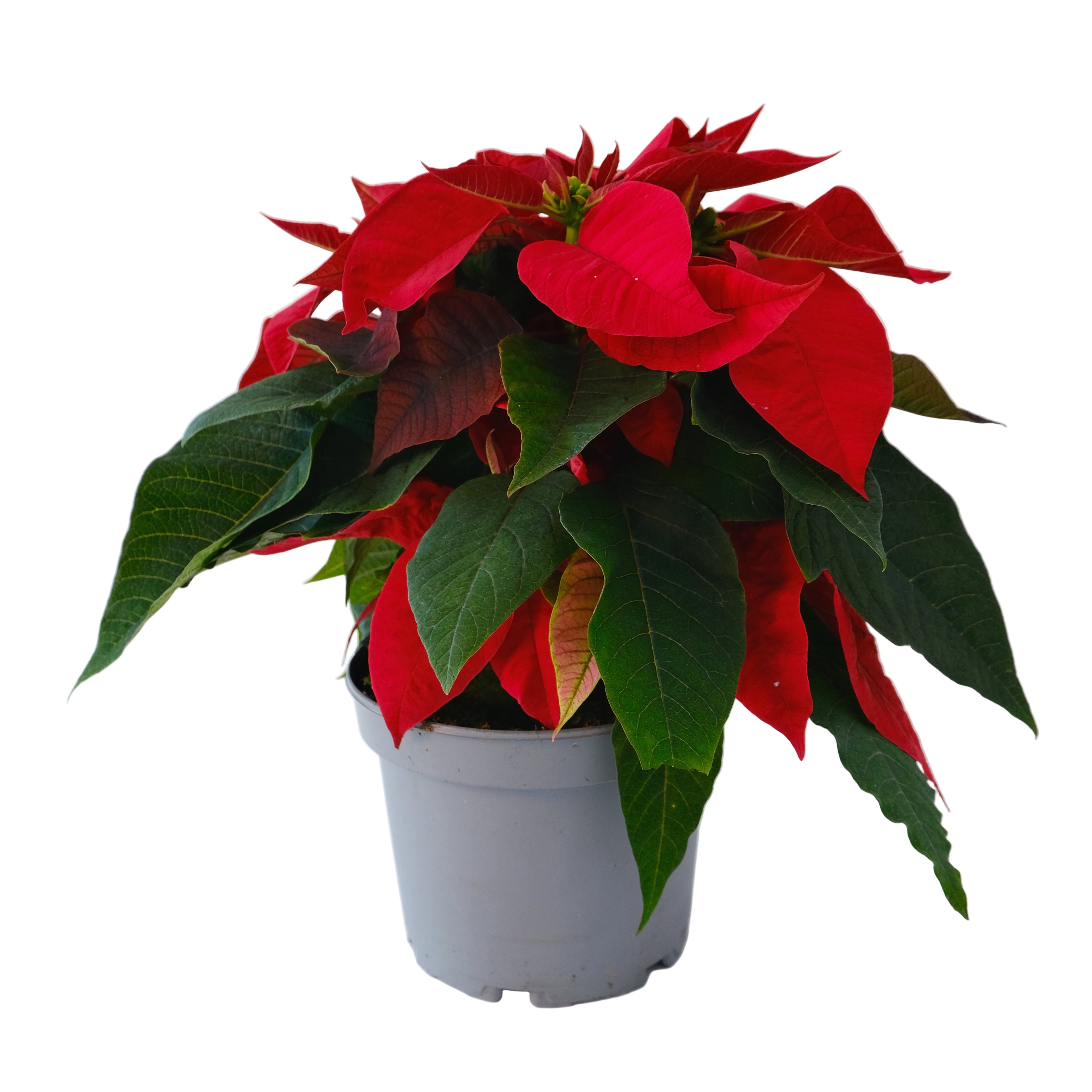 Potted poinsettia plant with red flowers on a white background