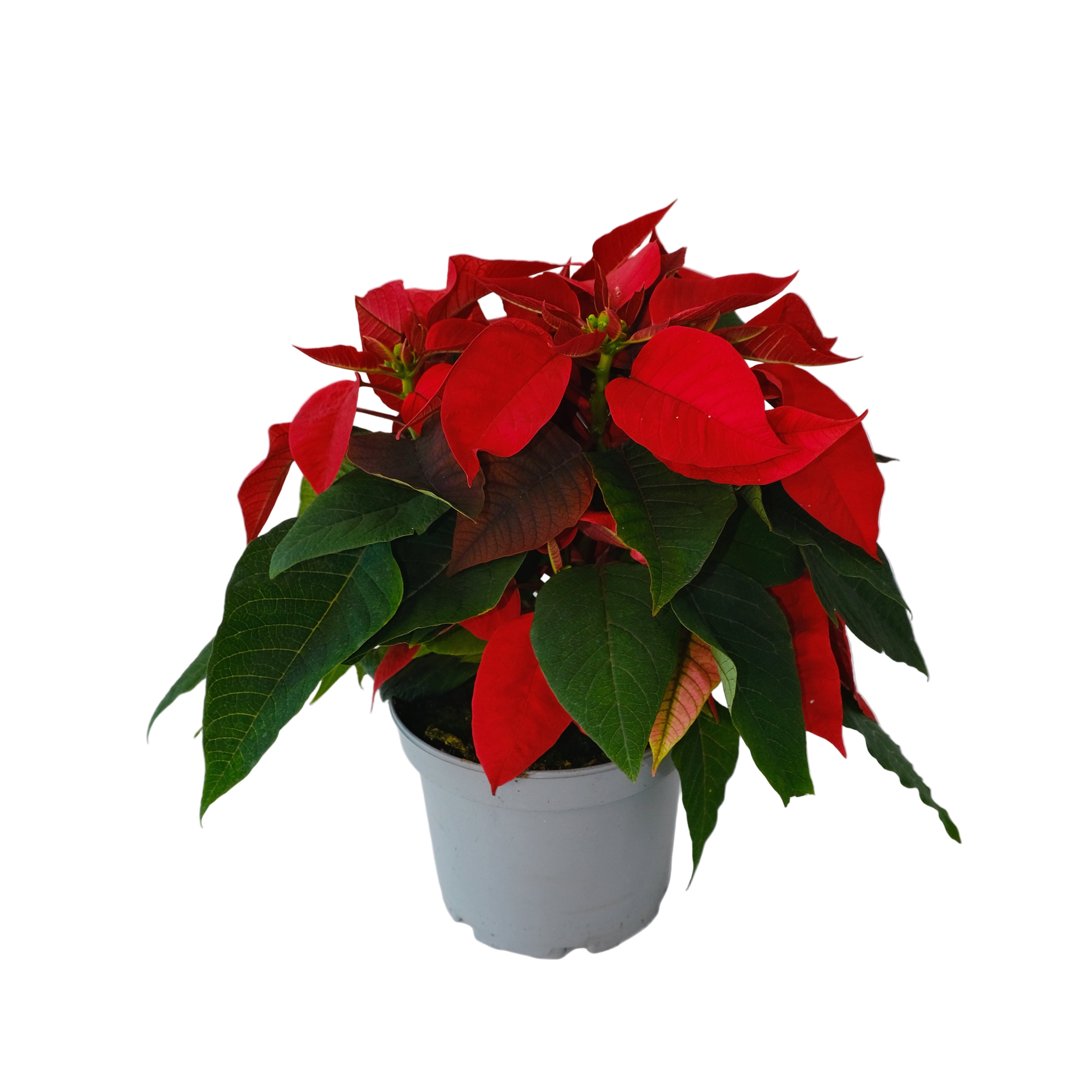 Potted poinsettia plant with red flowers and green leaves on a white background
