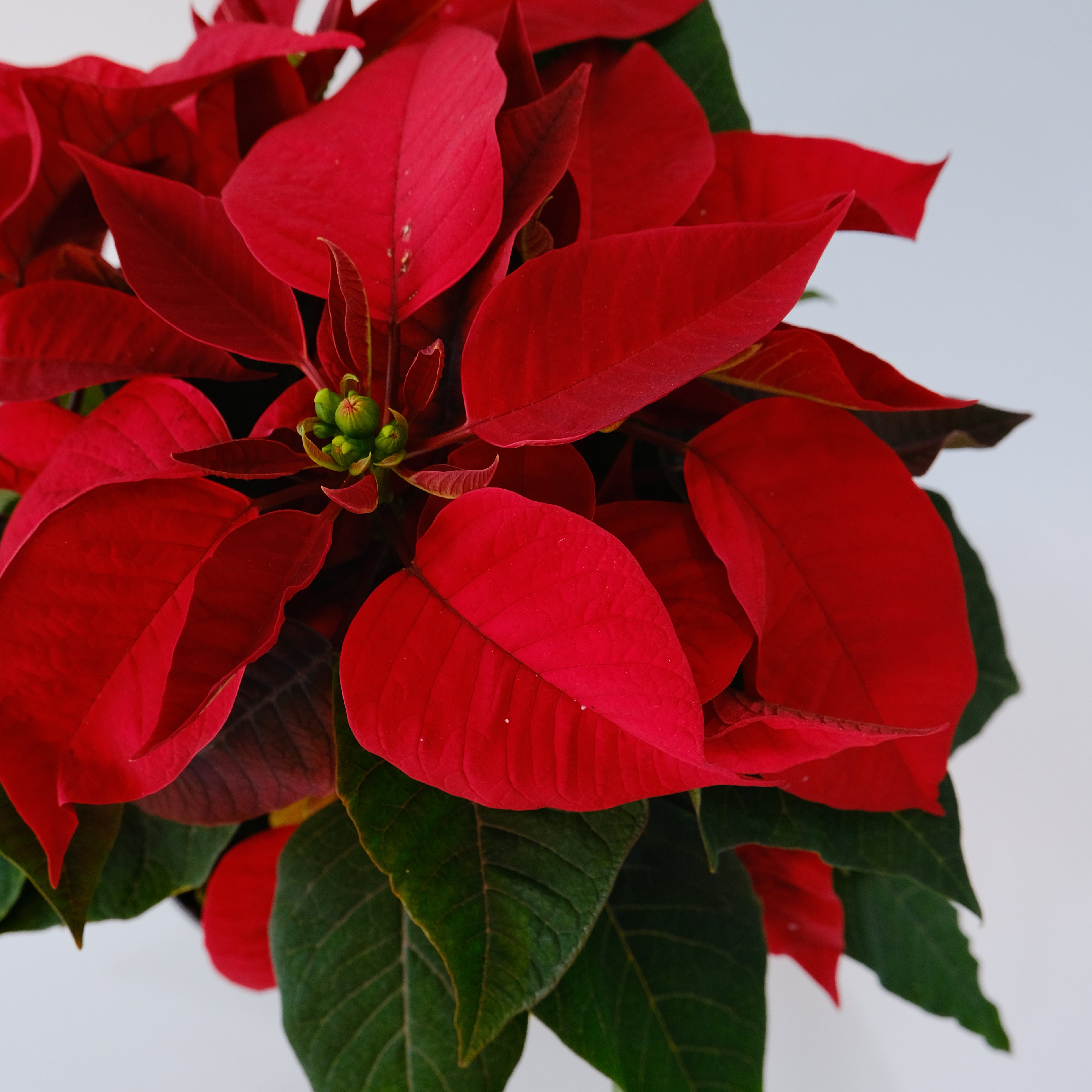 Close-up of a poinsettia plant with bright red leaves and green leaves on a white background