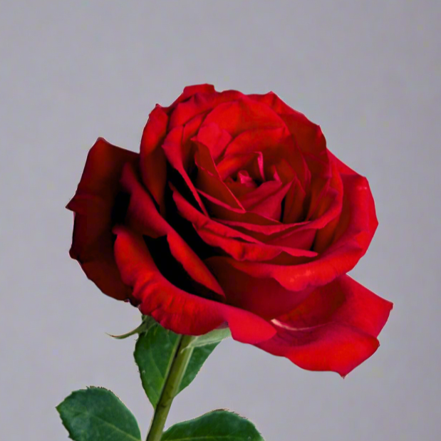 rose Malaysia red