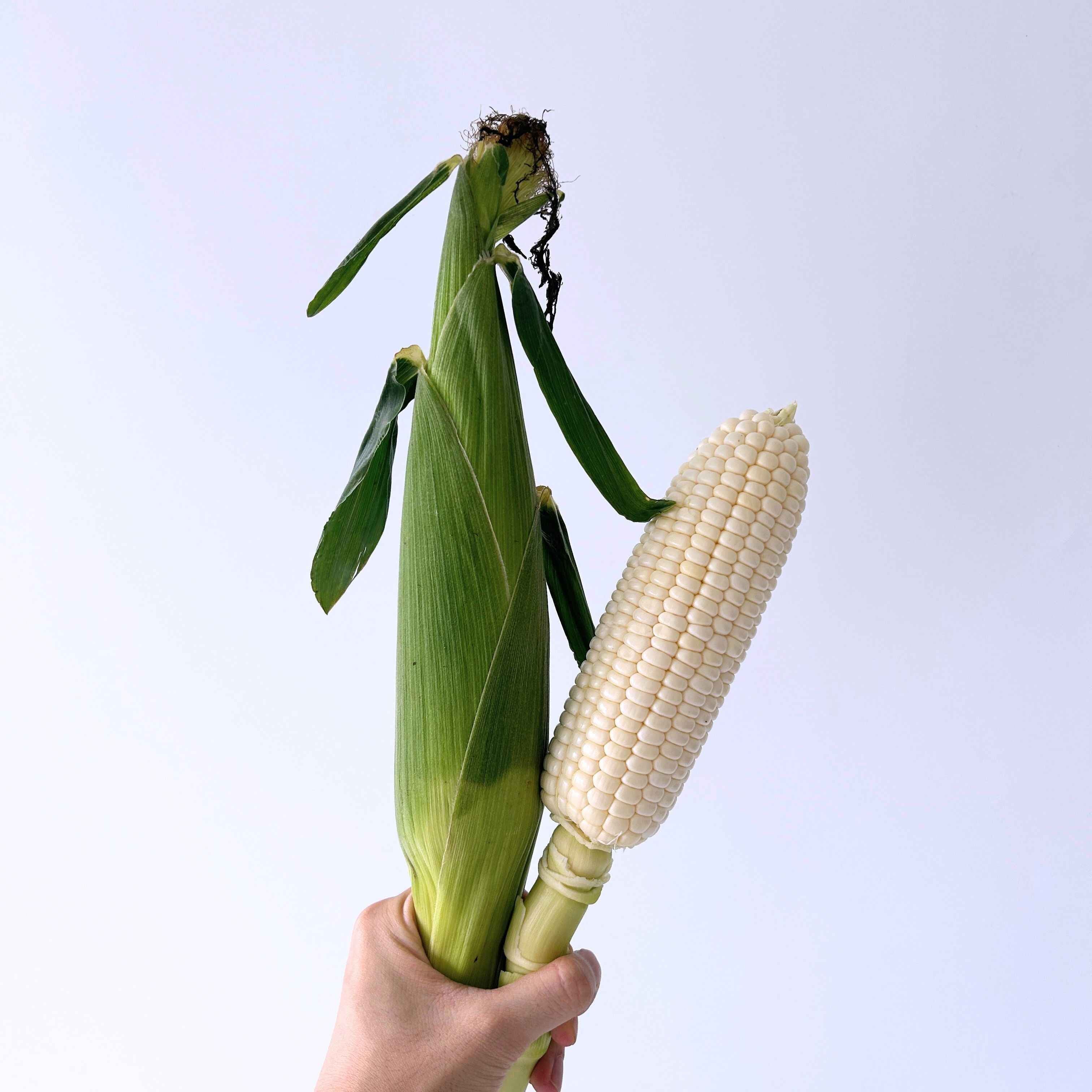 Sweet White Corn Cameron Highland 金马仑白玉米 Jagung Susu