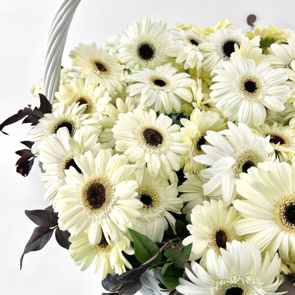Detailed view of the dense white gerbera daisy blooms with black centers arranged in the floral basket.