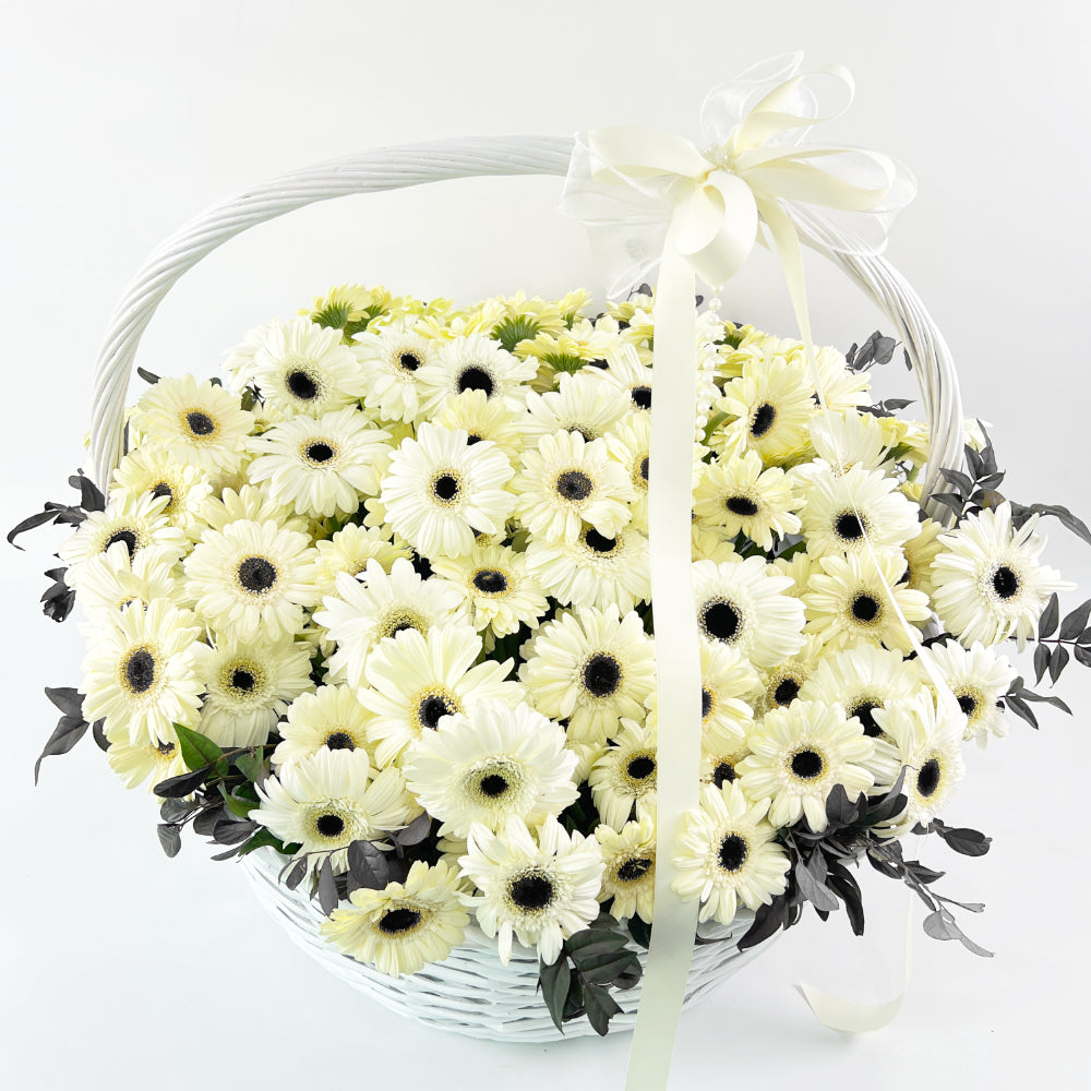 Full front view of the grand Bianca white woven flower basket filled with white gerberas and dark foliage.