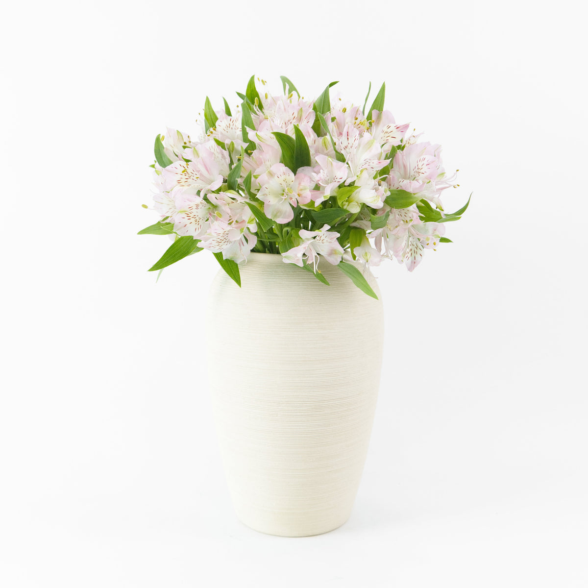 Alstroemeria - Light Pink China
