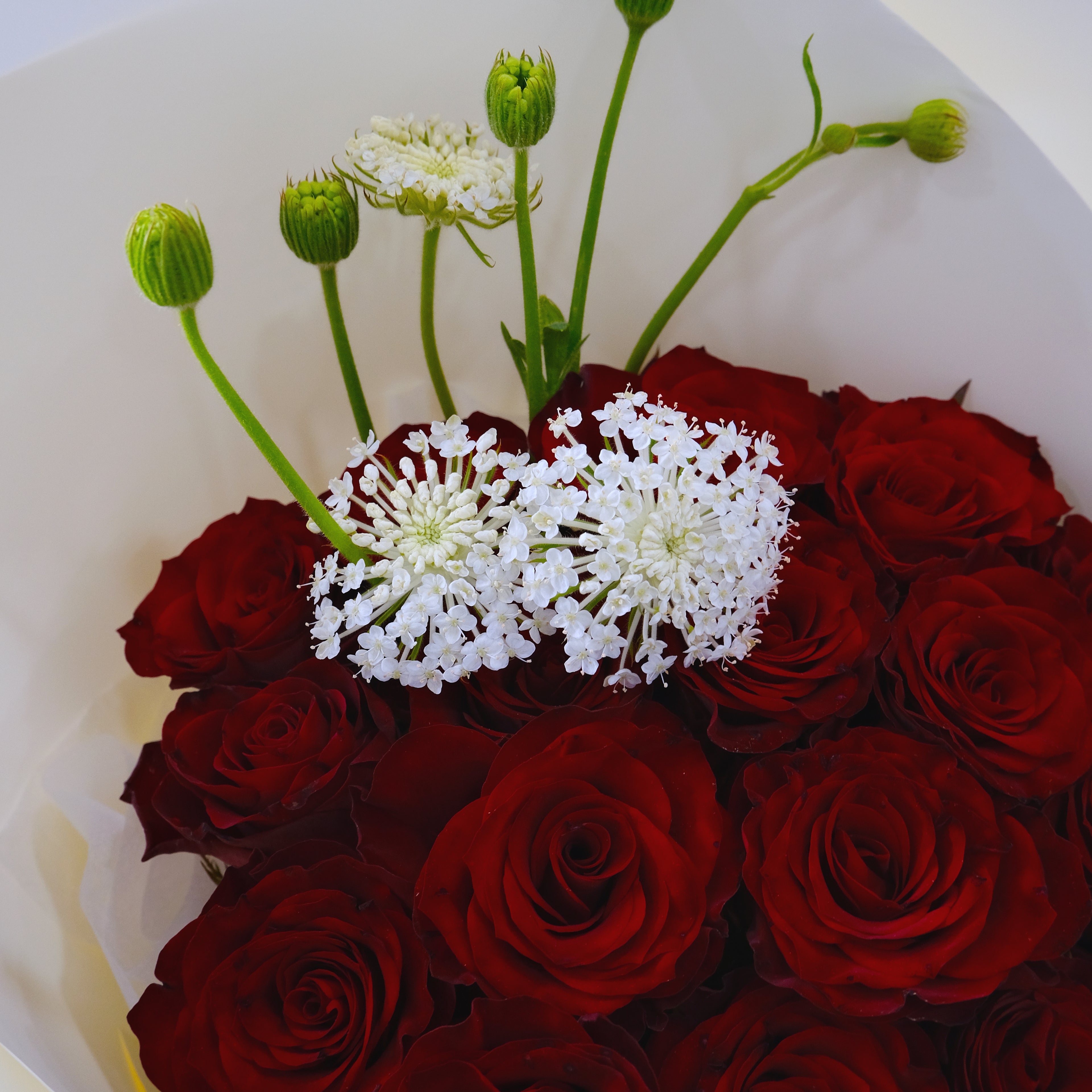 Bouquet of red roses with white flowers on a white background