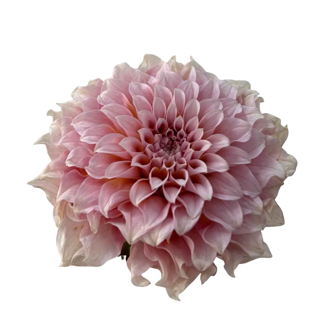 Dahlia Hybrida Cream Peach 奶油桃子 - Century Flower