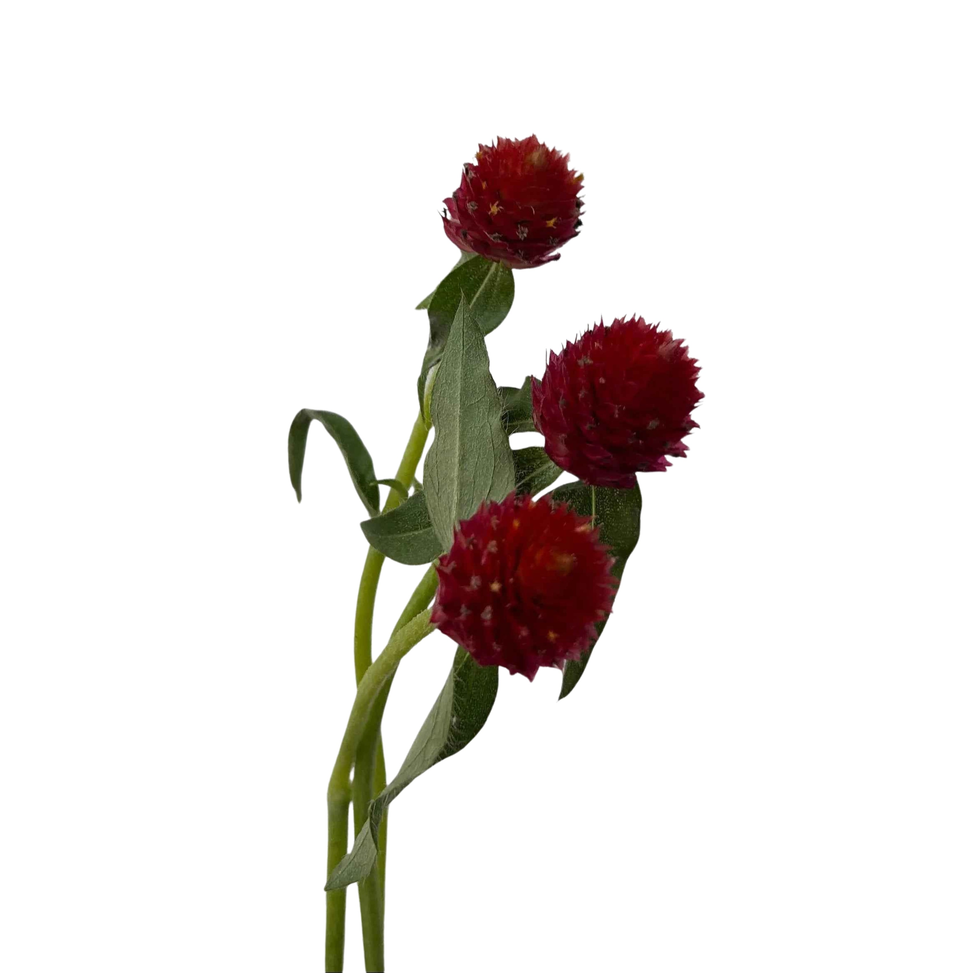 Gomphrena Red - Century Flower