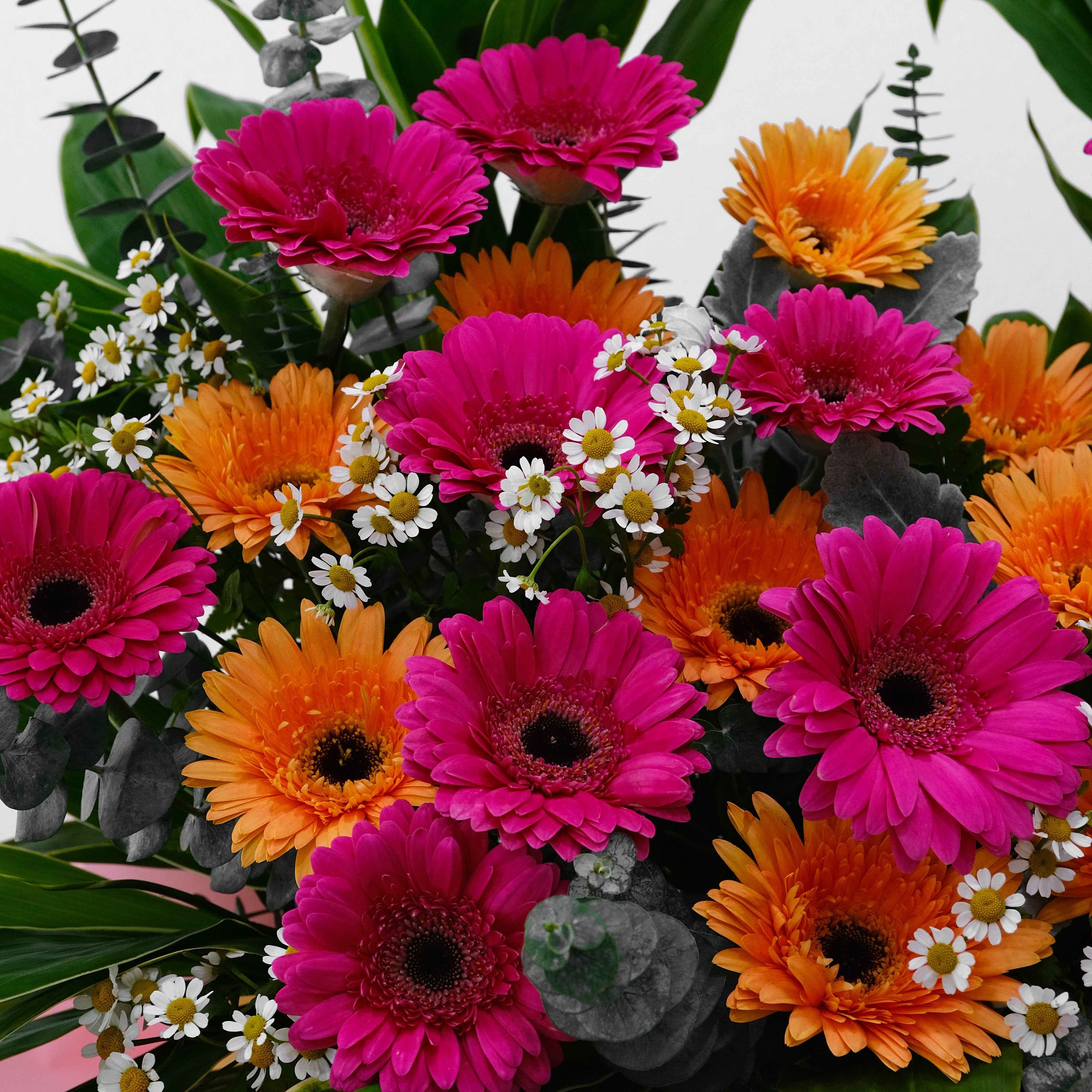 Grand opening flower stand with magenta and orange gerberas, eucalyptus, and chamomile in gold and pink wrap for luxury delivery in KL.