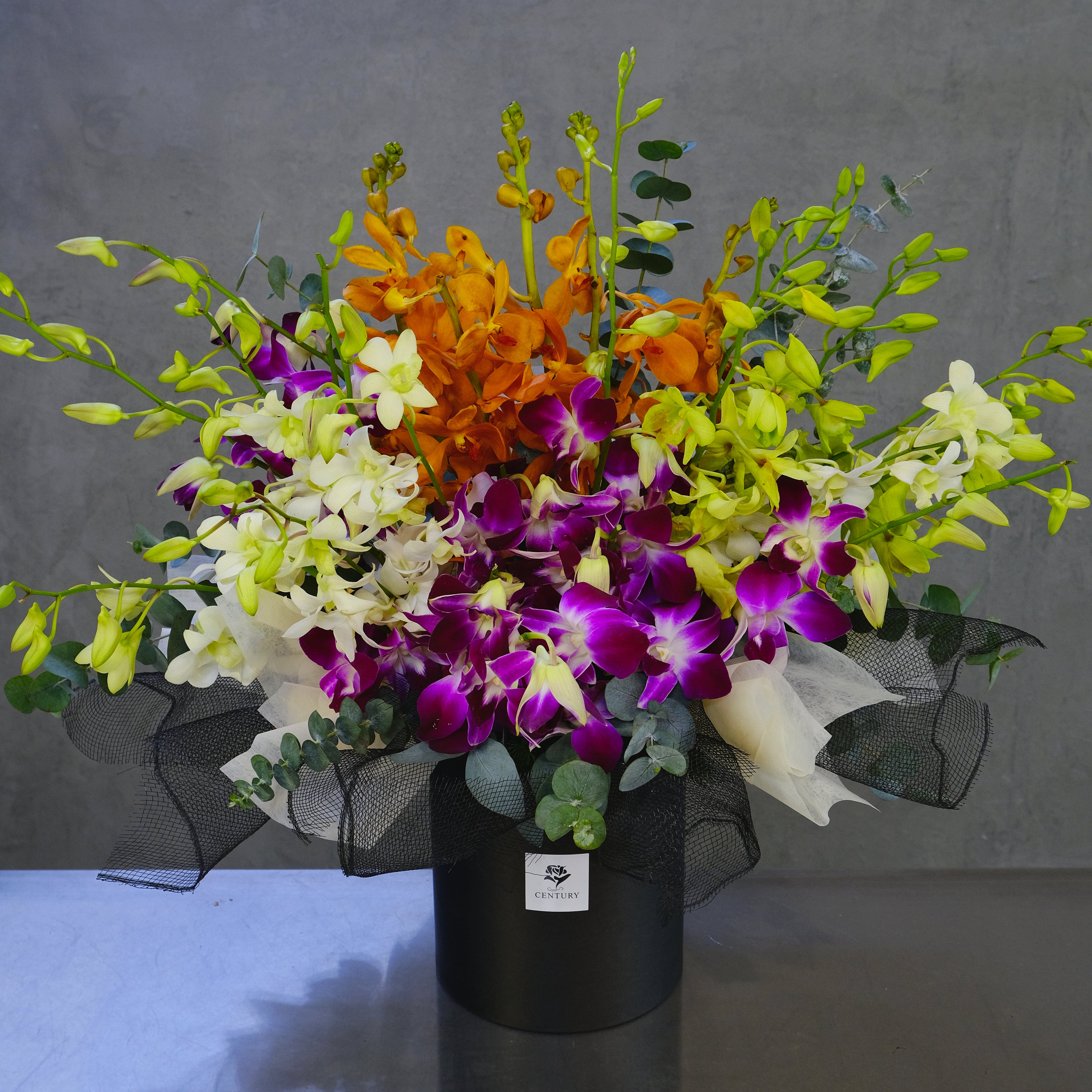 Colorful orchid bouquet in a black pot on a gray background