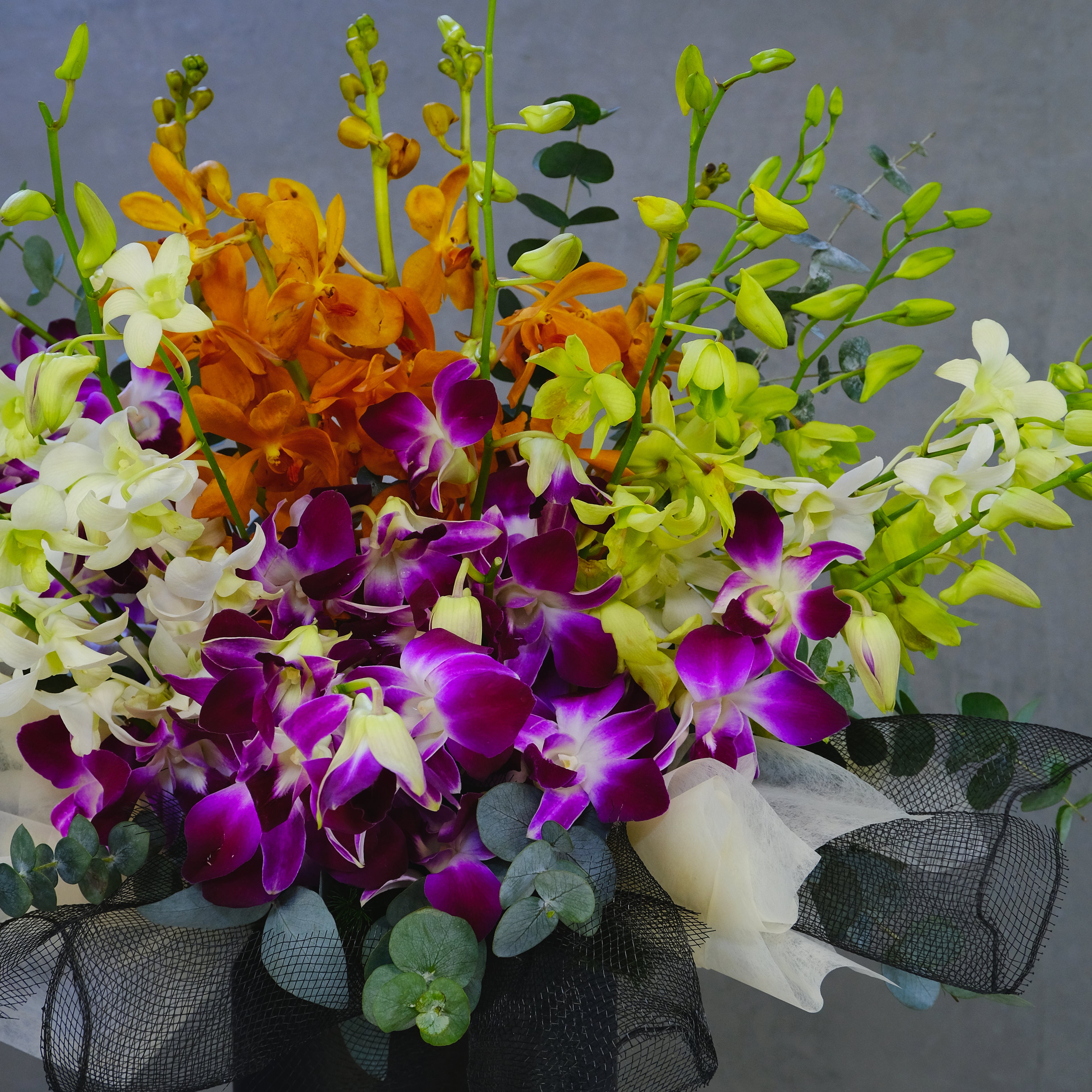 Bouquet of colorful orchids with a gray background