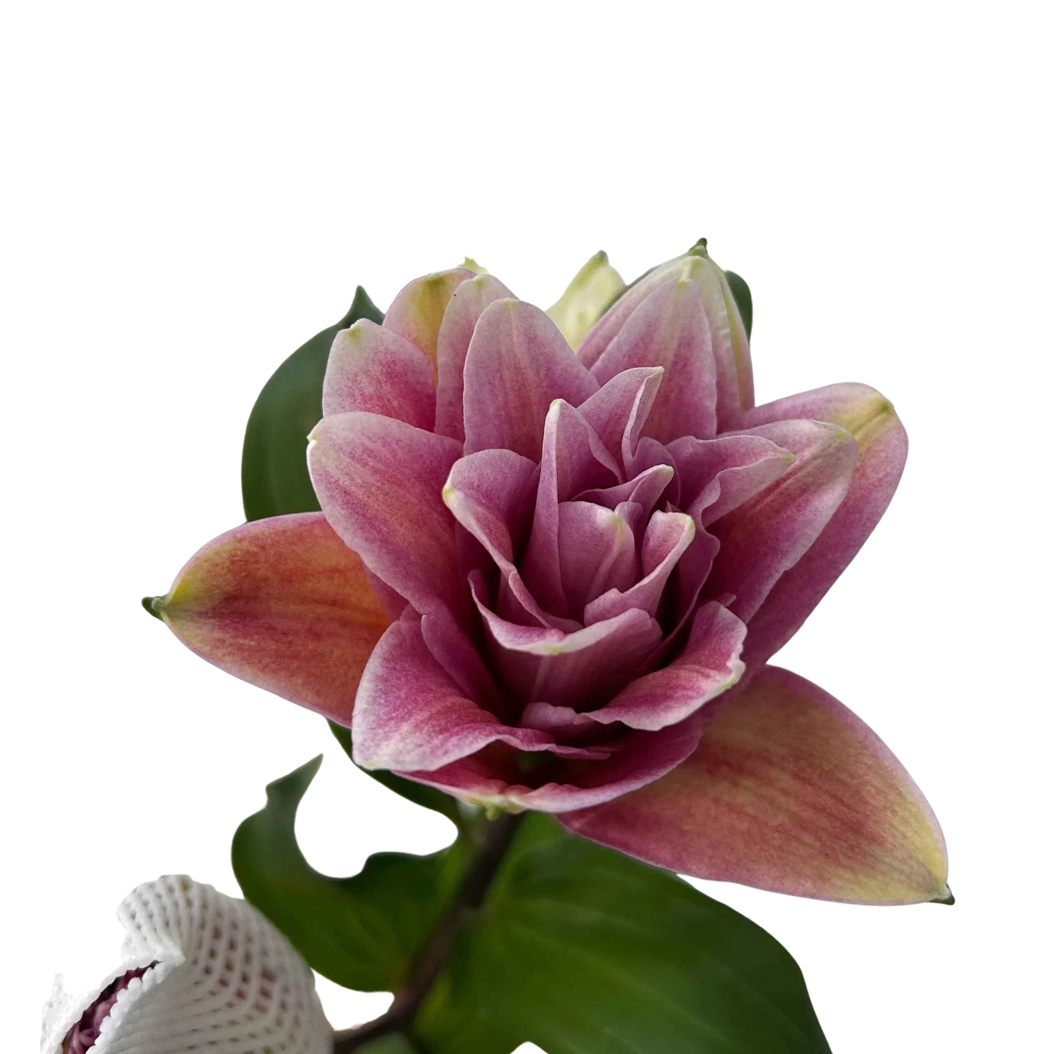 Rose Lily Pink (3) - Century Flower