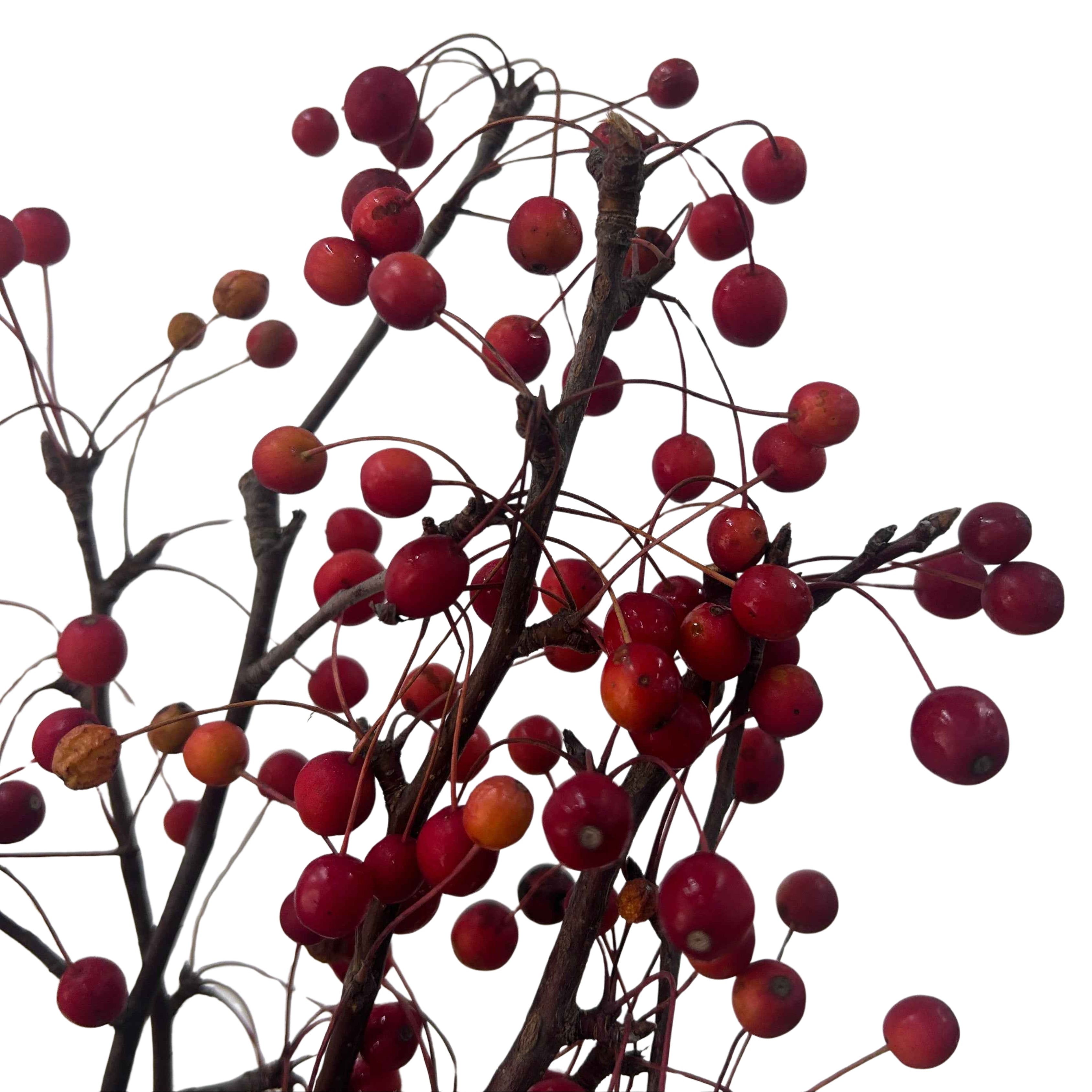 Crab Apple 海棠果 - Century Flower