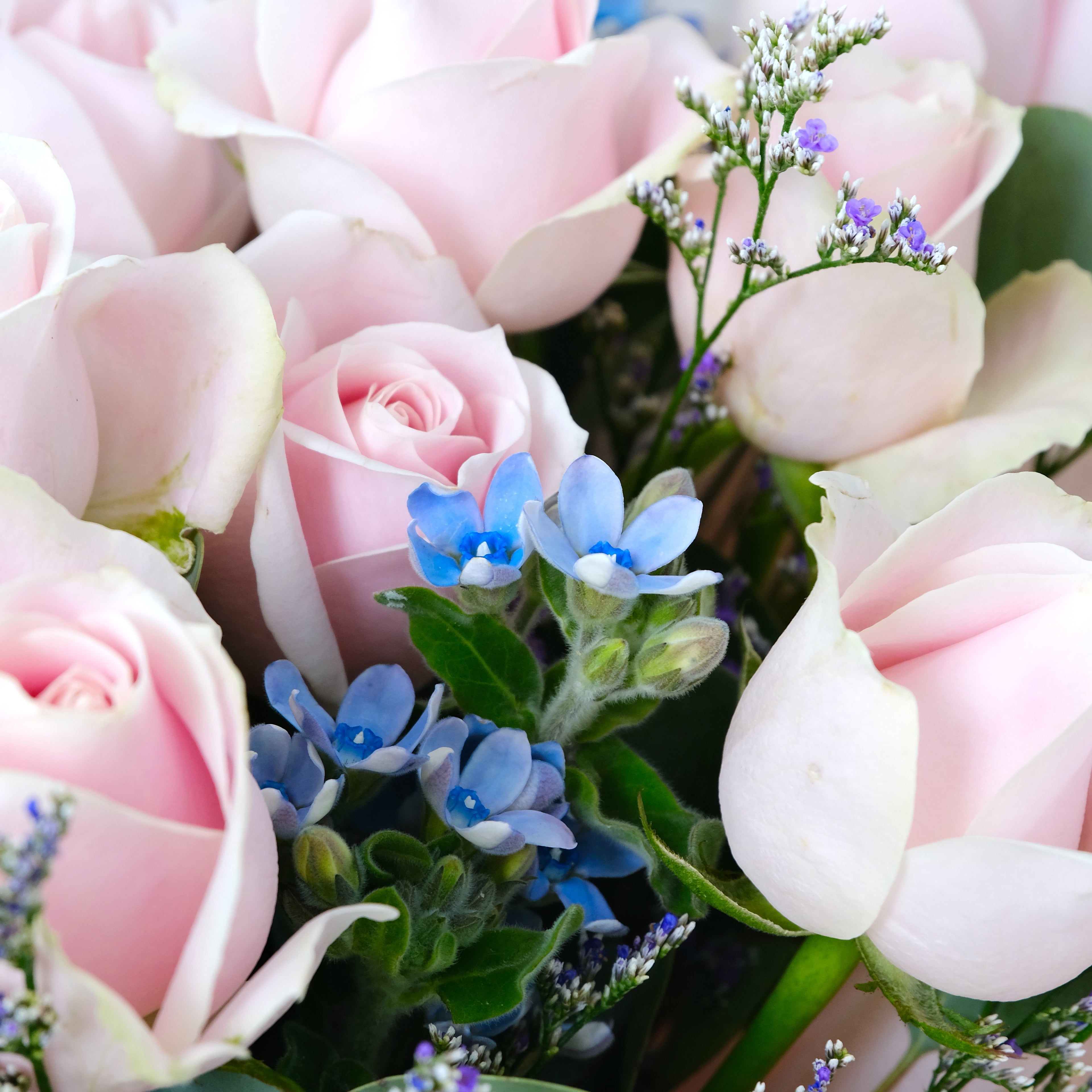 Bouquet of pink roses and small blue flowers