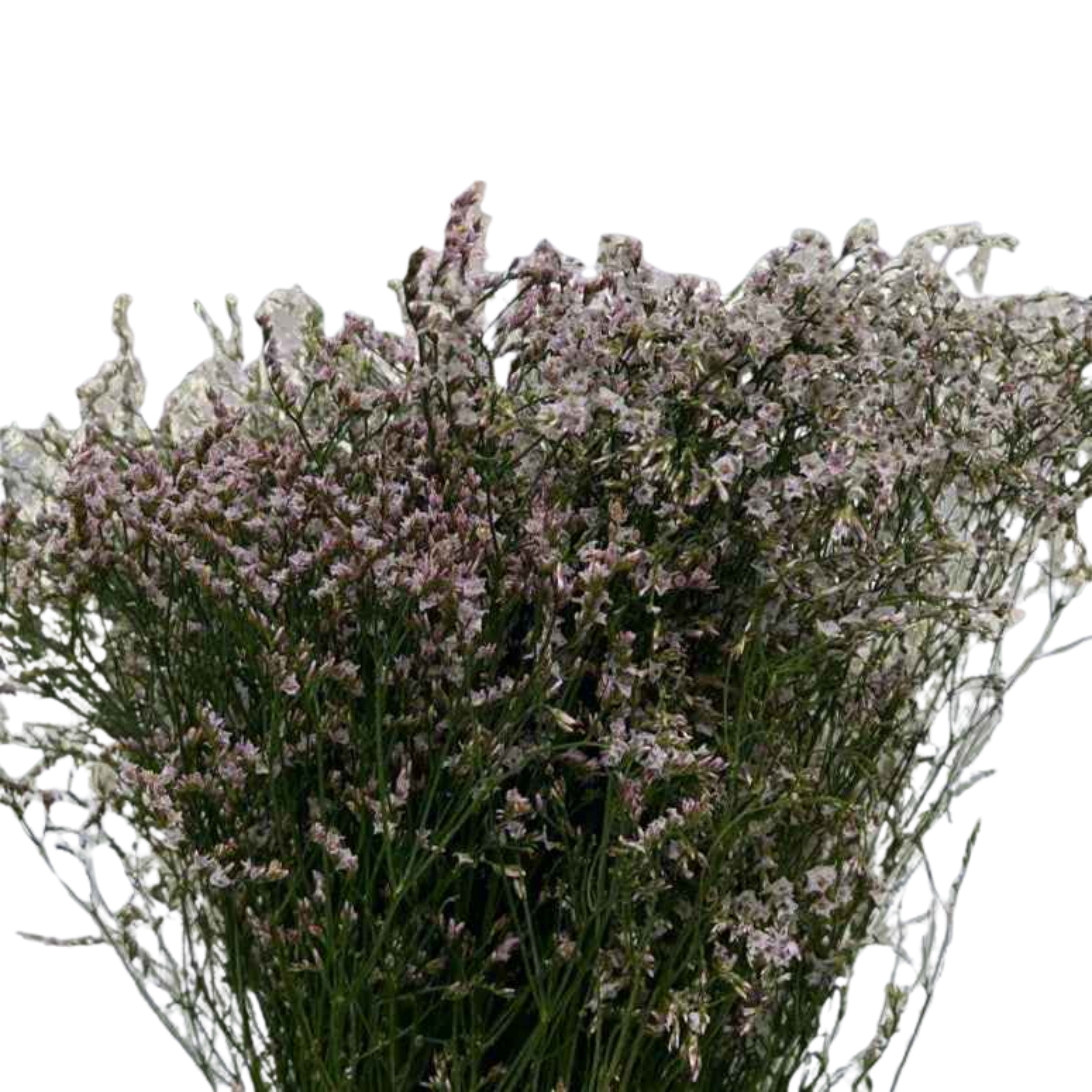 Caspia Light Pink - Century Flower